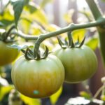 What happens if a dog eats an unripe tomato?