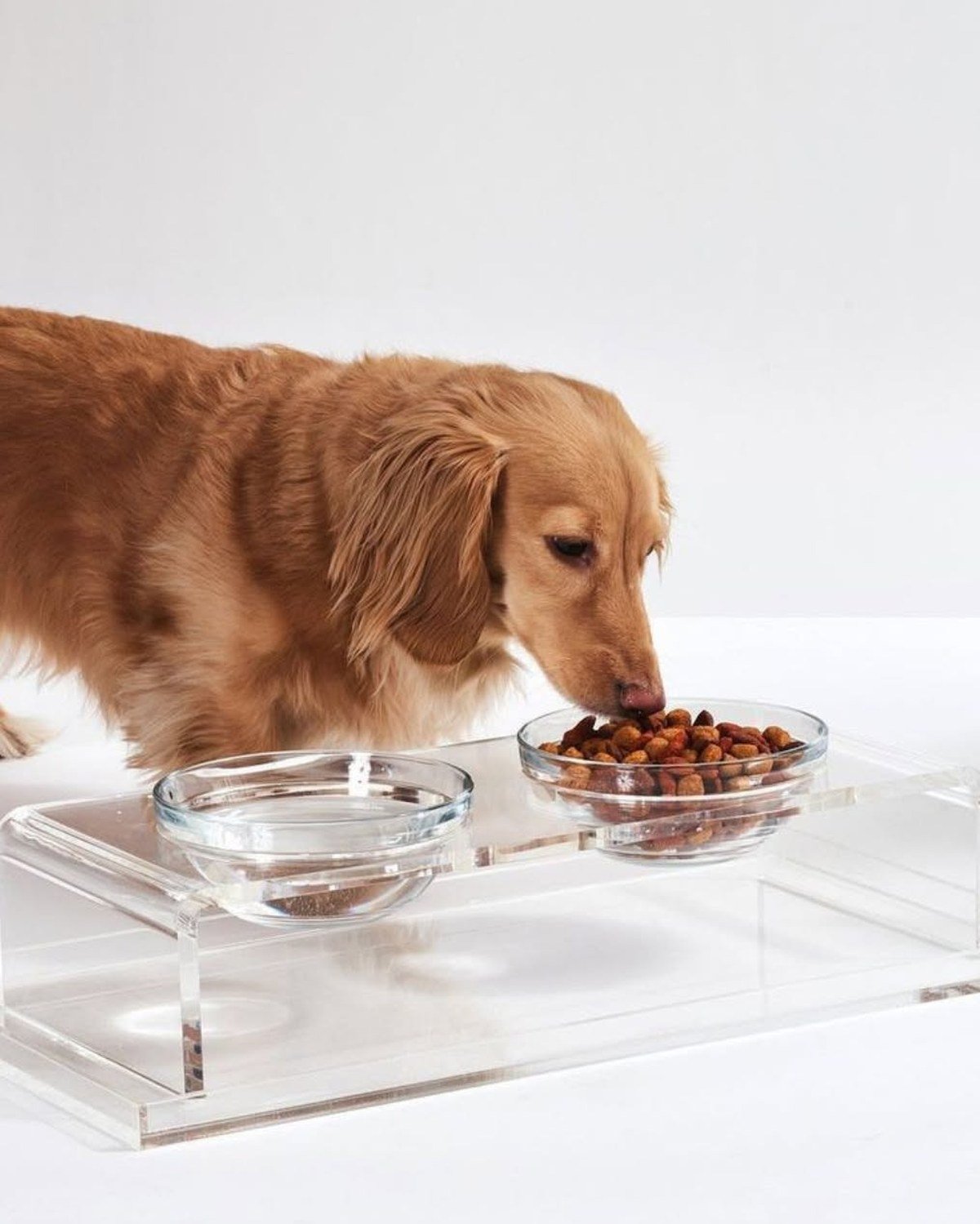Long-haired dachshund eating from a clear acrylic elevated feeder holding two glass bowls, studio-style white background. No readable text.