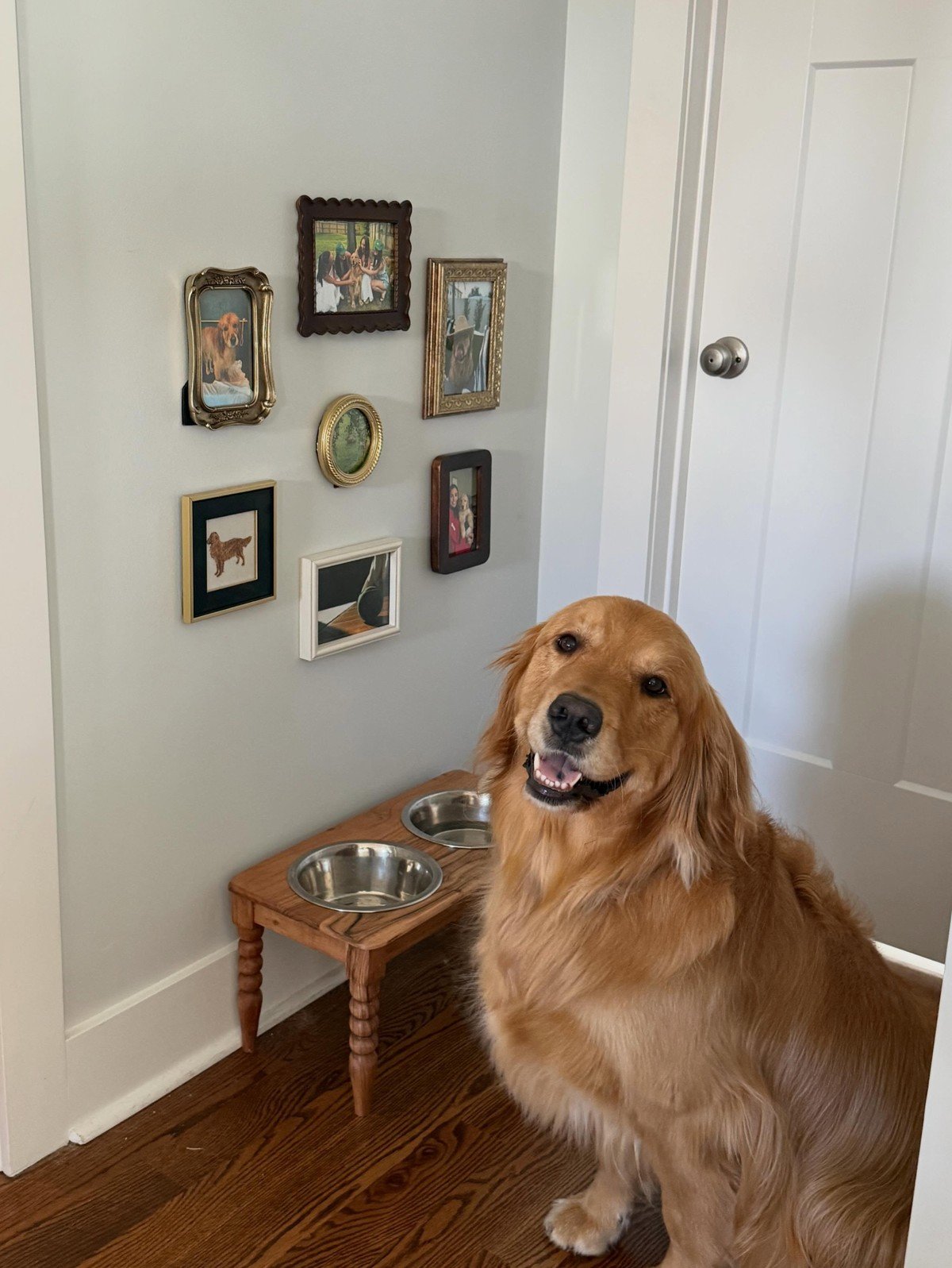 Framed dog-photo gallery wall; no readable text