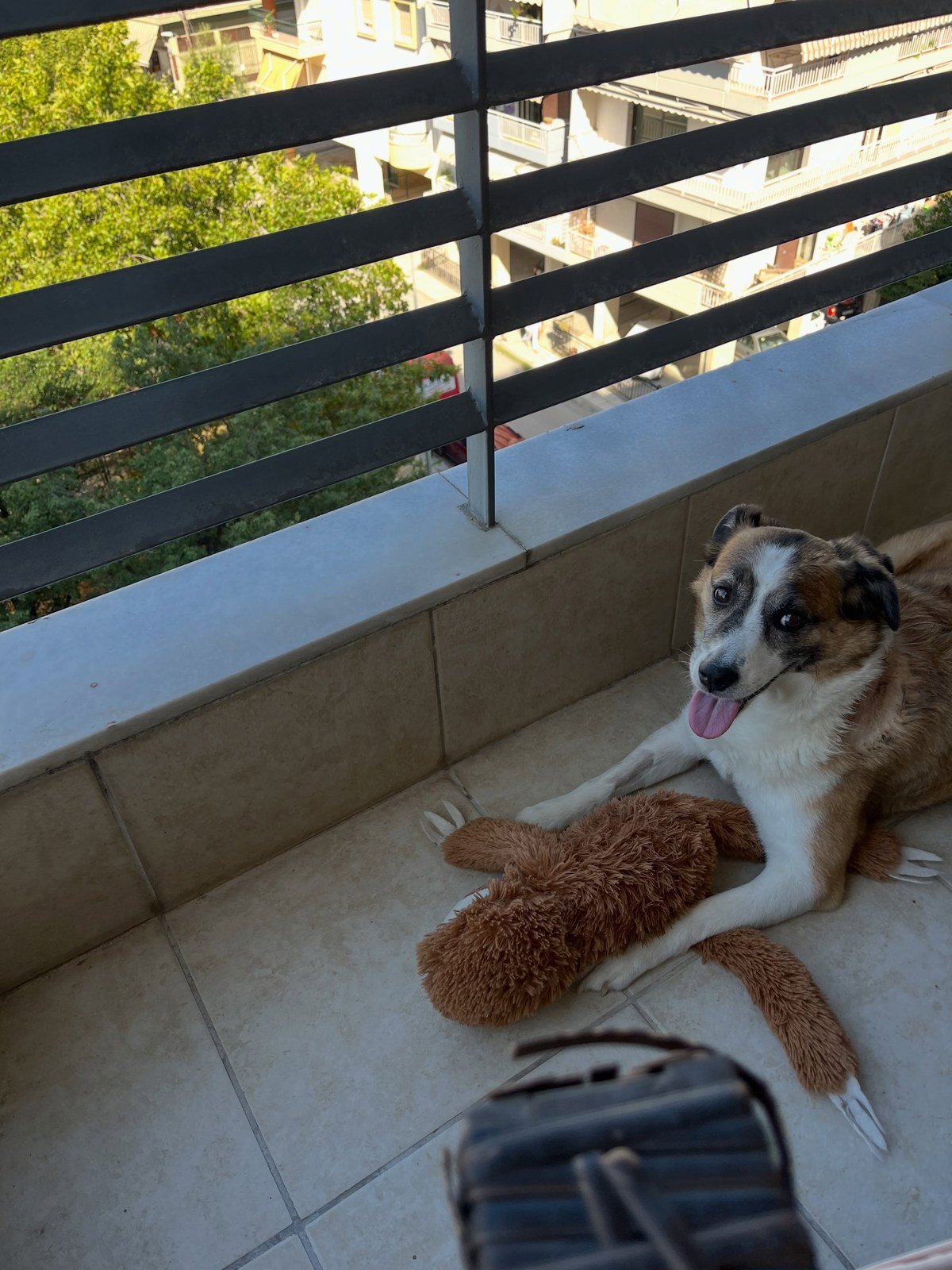 Dog resting on light-colored tile flooring of a sunlit residential balcony with a plush toy. No readable text.