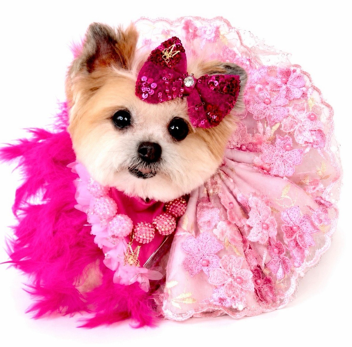A small Yorkie poses in a full pink studio outfit with a lace tutu, feather boa, and sequin bow.