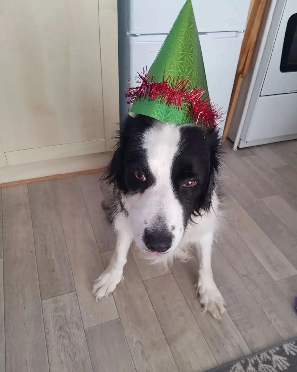 A black-and-white Border Collie sits indoors wearing a plain green cone party hat.