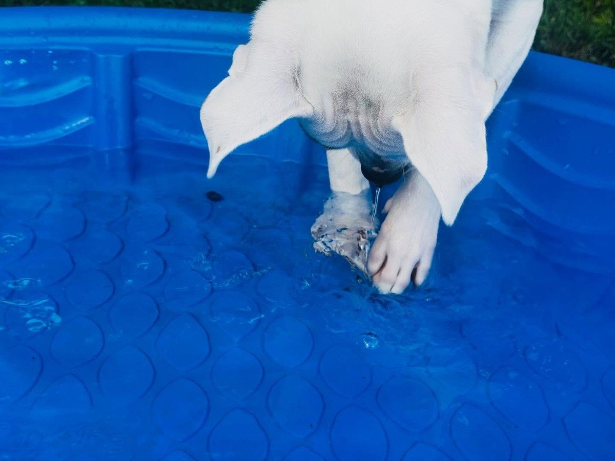 A white puppy dips its head and paw into a blue kiddie pool while bobbing for treats.