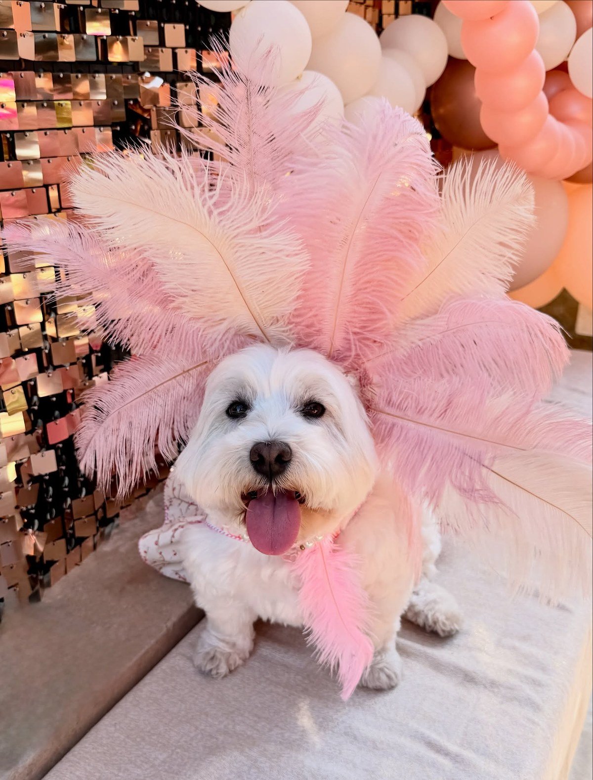 White West Highland Terrier in a pink feather showgirl headdress in front of a balloon arch