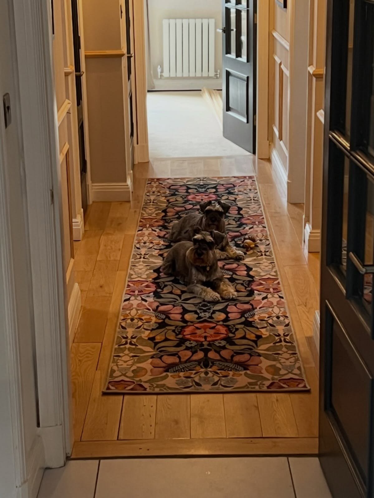 Two miniature schnauzers lying side-by-side on a floral runner rug in a hallway with wood floors. No readable text.
