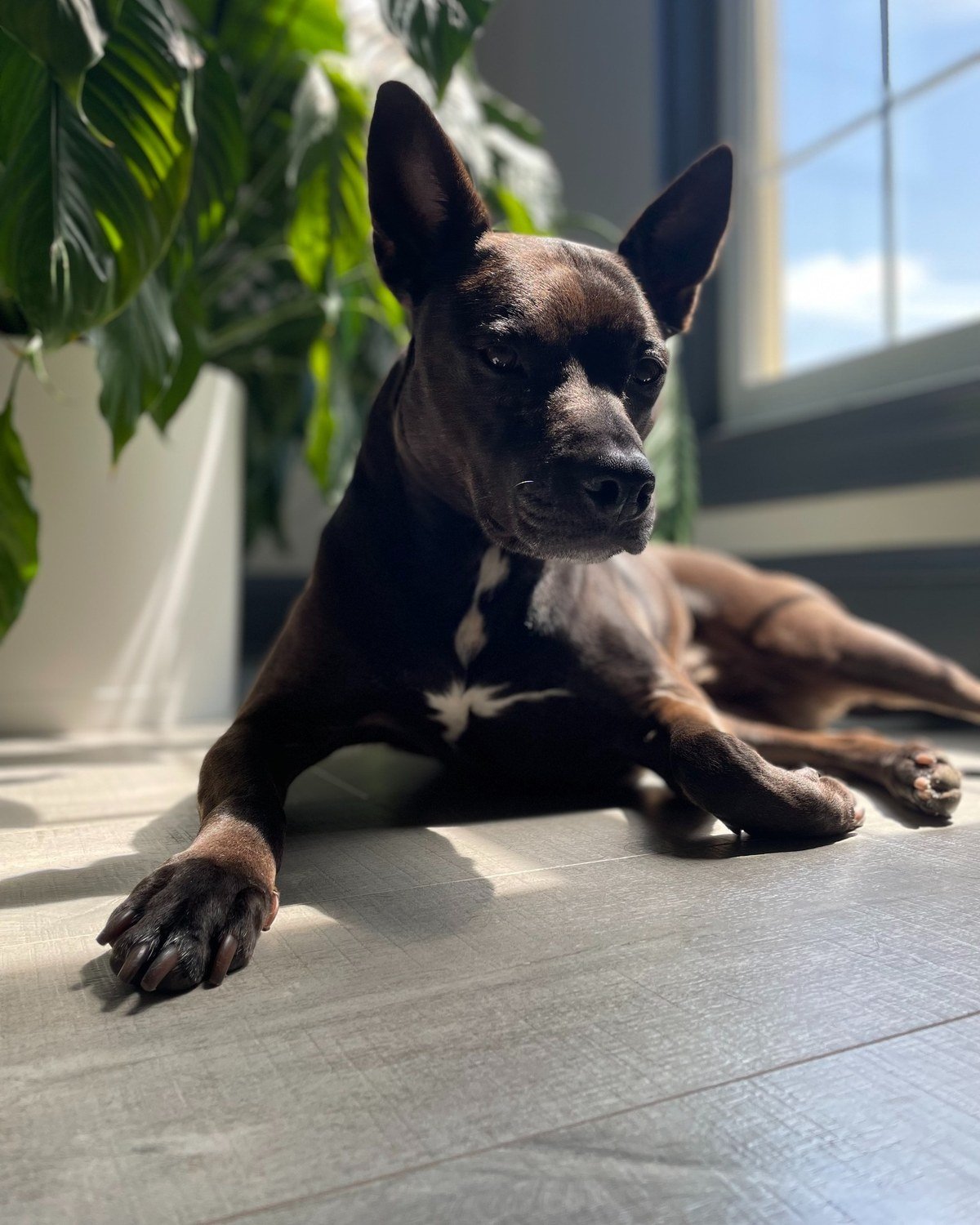 Dark brown dog lying relaxed on light-colored vinyl plank flooring in sunlit room with houseplant. No readable text.