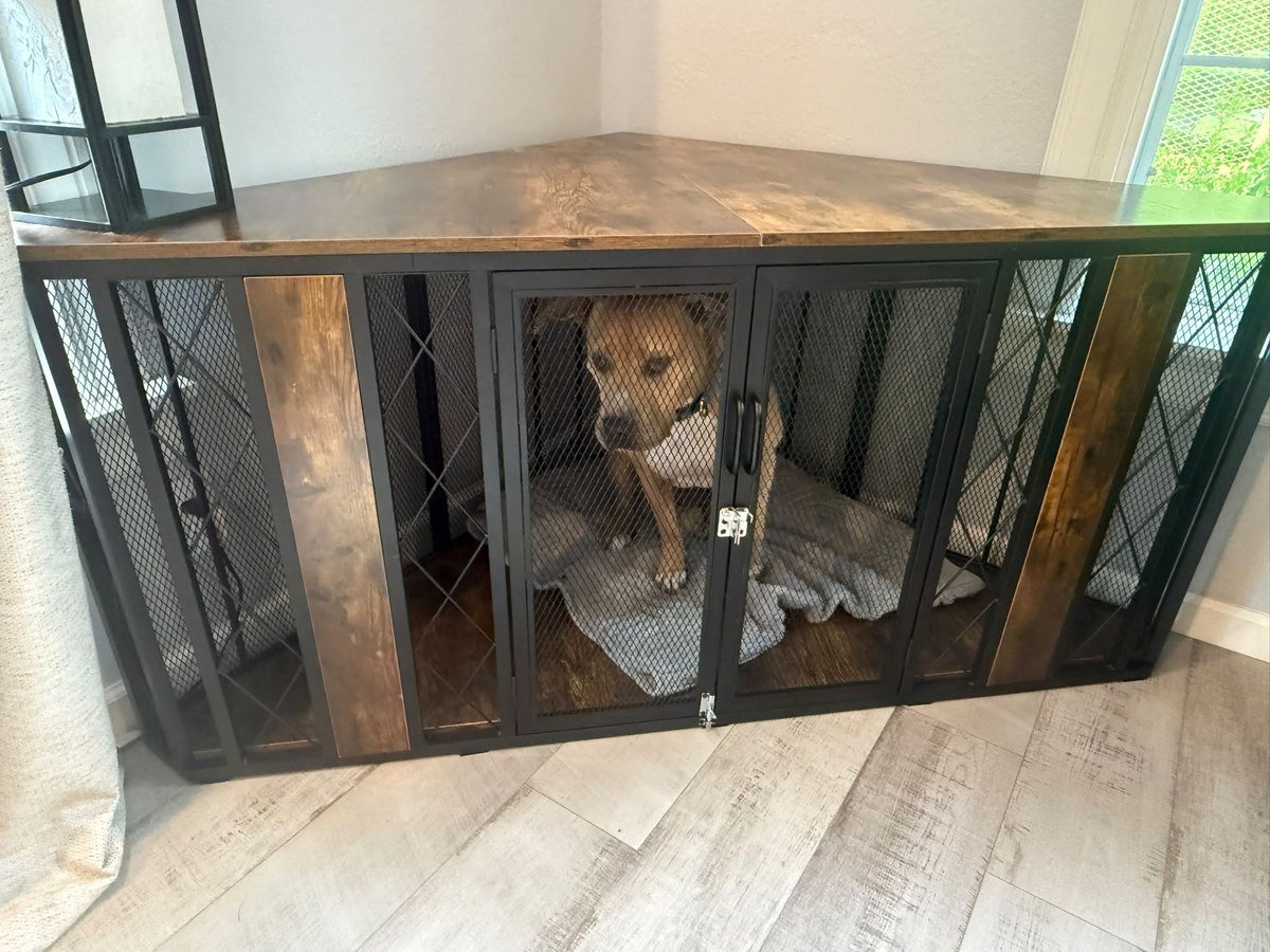 Medium-sized tan-and-white dog standing inside a corner-style furniture crate with dark wood top, black metal frame and mesh double doors, gray blanket inside.