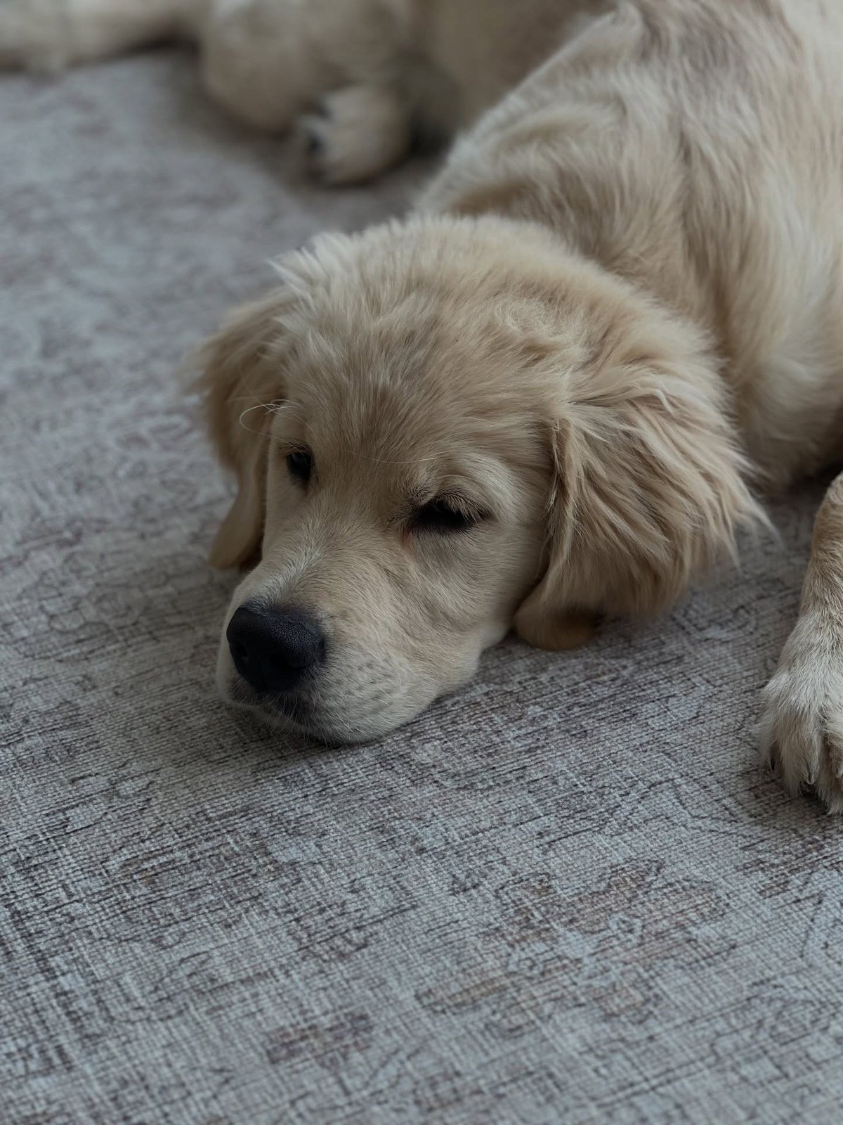 Golden retriever puppy resting on a textured gray rug in a pet-centric styled interior (Tumble post).