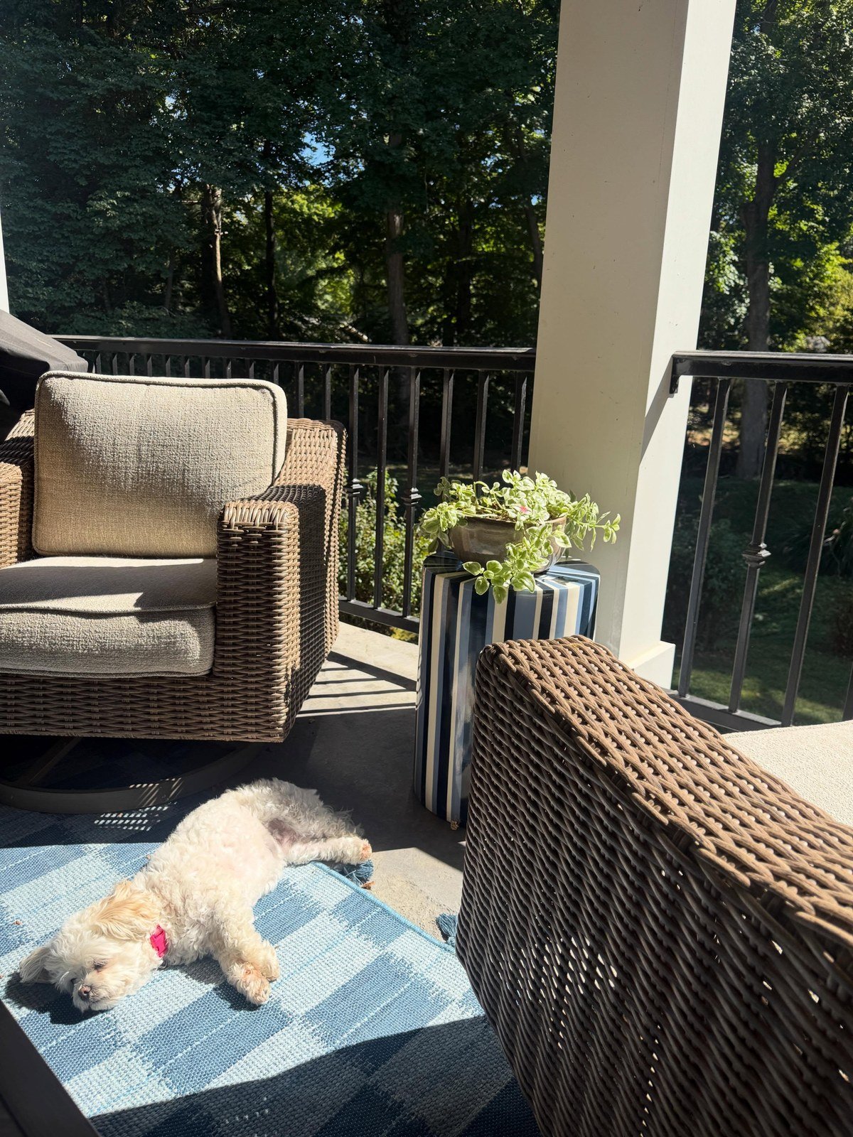 Small fluffy white dog lying asleep on a blue-and-white patterned outdoor rug in sunlight.