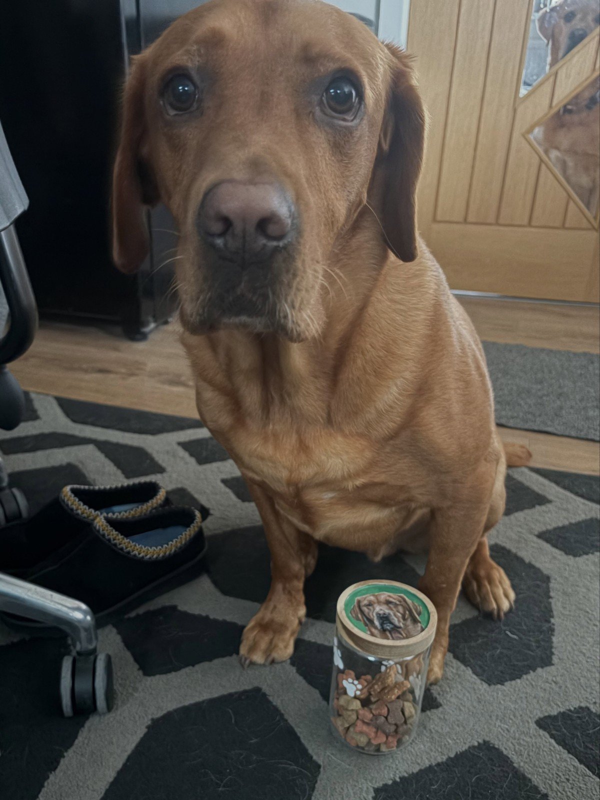 Reddish-brown Labrador sitting by a small glass treat jar whose wooden lid is hand-painted with the dog's portrait; office chair wheel in frame.