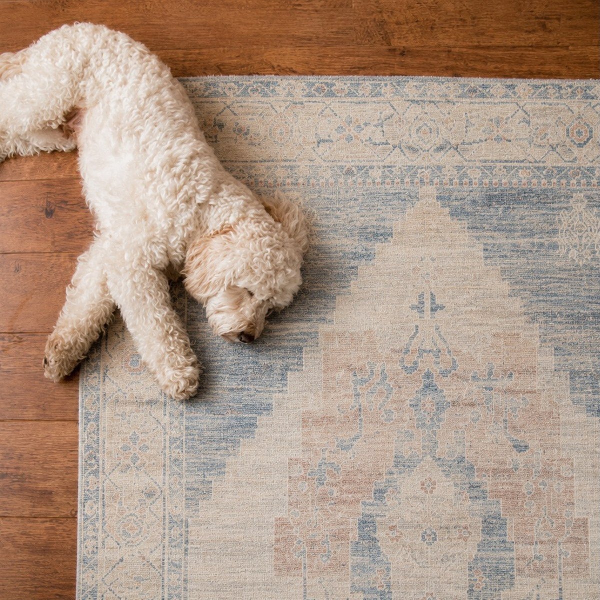 Fluffy cream doodle asleep on a faded traditional patterned rug in a domestic living room.