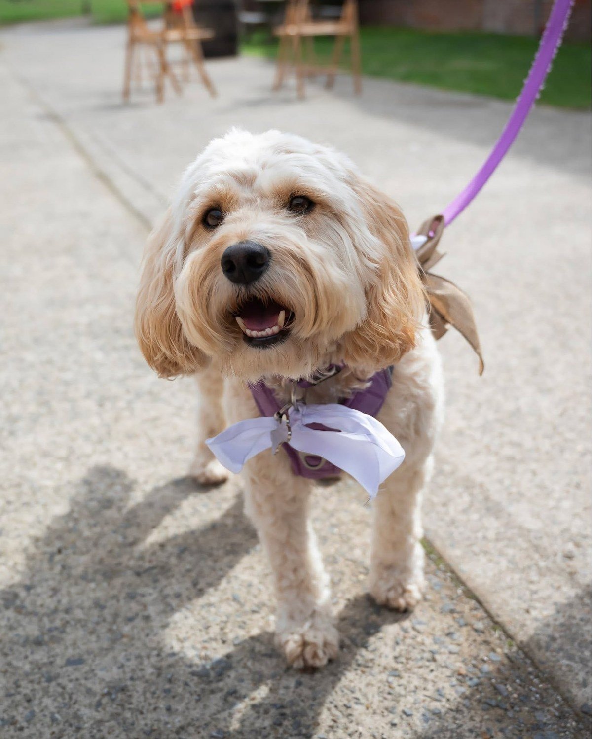 Cream dog in a purple harness with a white bow at a dog-friendly wedding venue