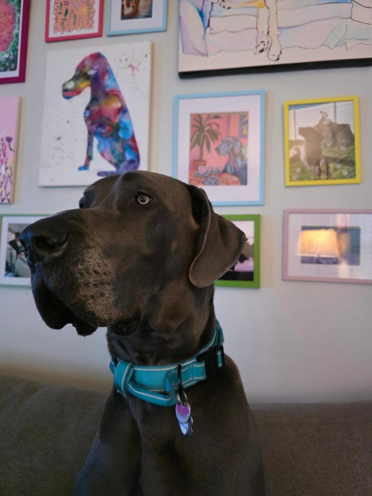 Great Dane sitting in front of a wall densely covered with framed dog pictures and paintings.