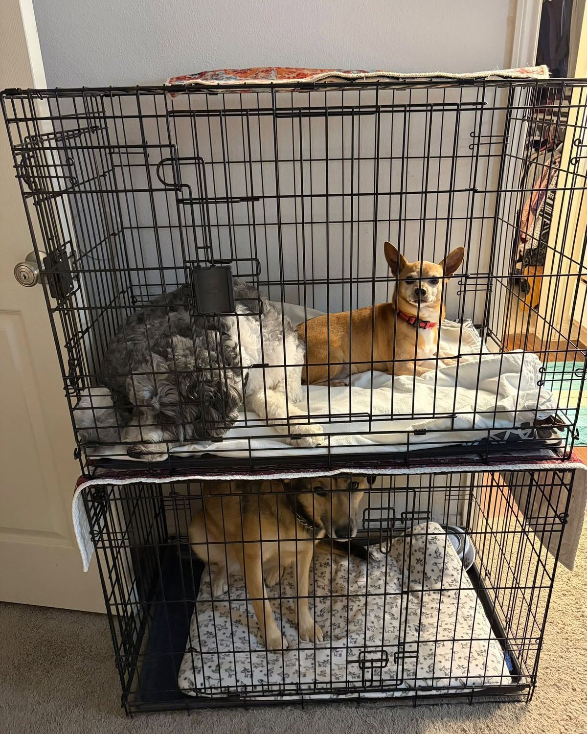 Two black wire dog crates stacked vertically in a home, three small dogs resting on blankets inside. No readable text per visual summary.
