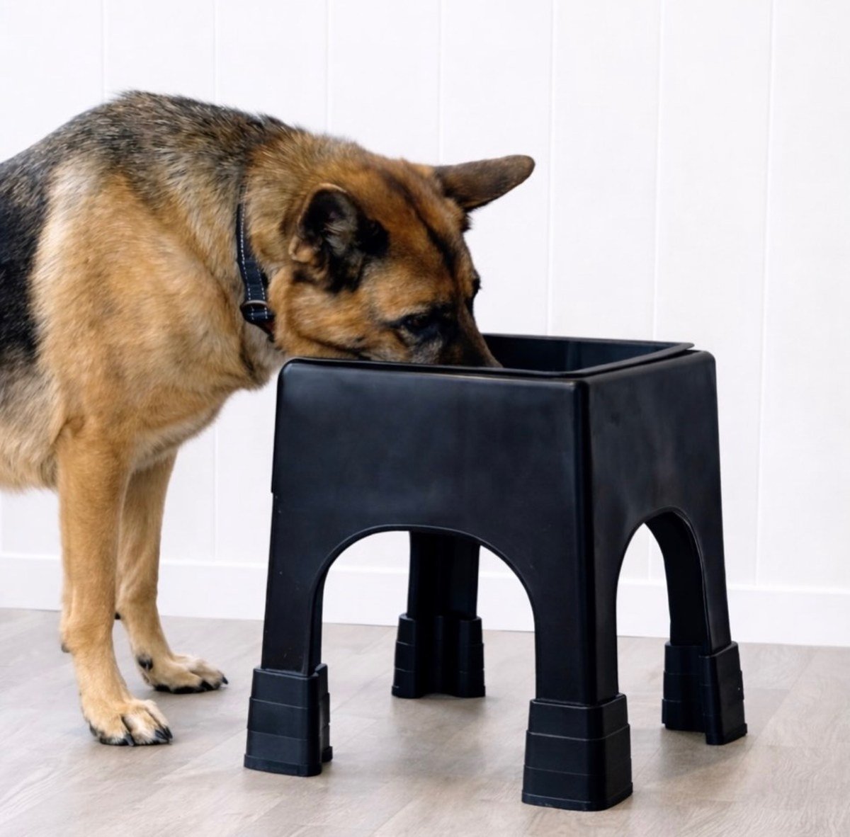 German Shepherd eating from a tall black elevated feeder with arched legs, white paneled wall. No readable text.