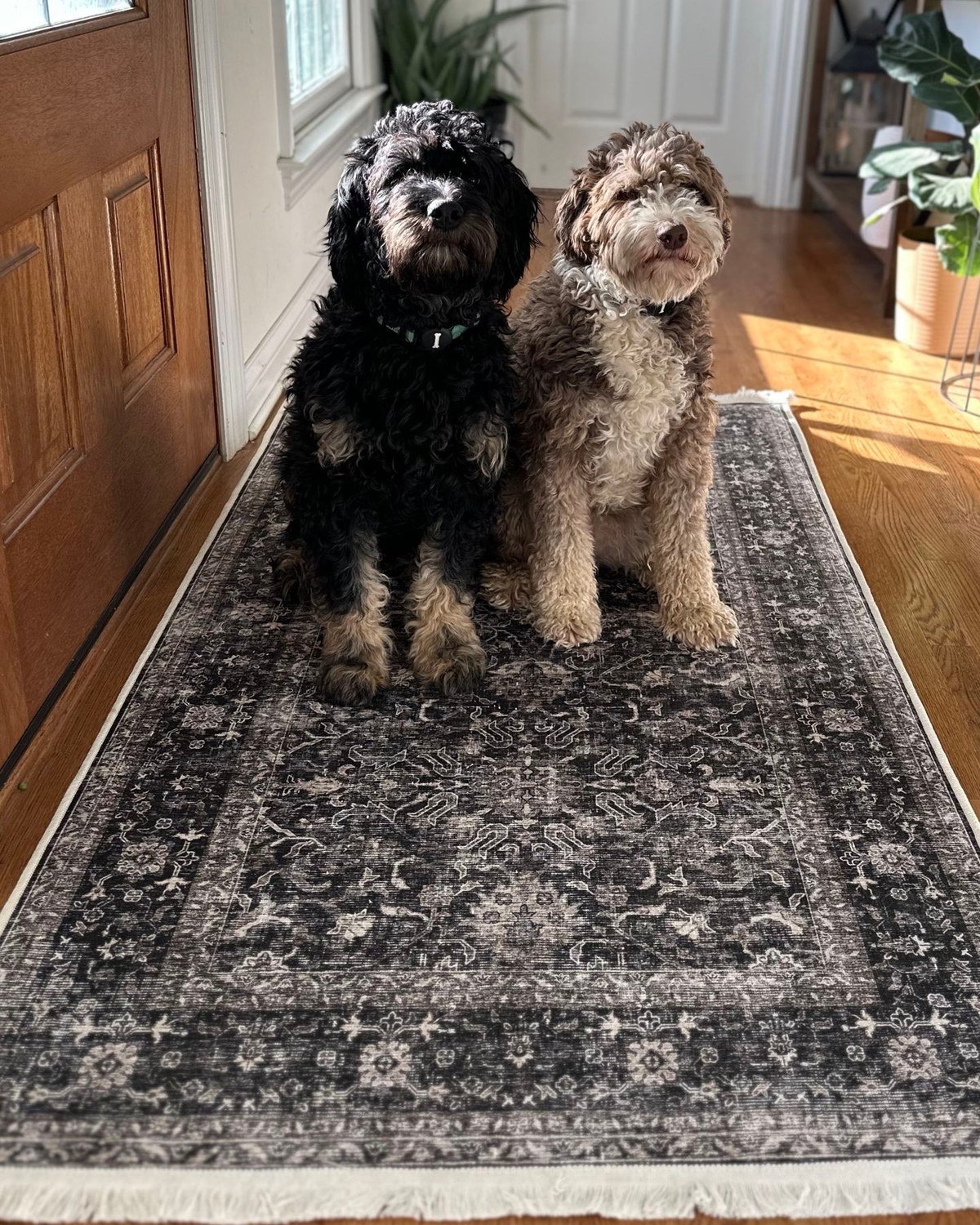 Two curly-coated dogs seated together on a runner rug in a bright entryway by a wooden front door.
