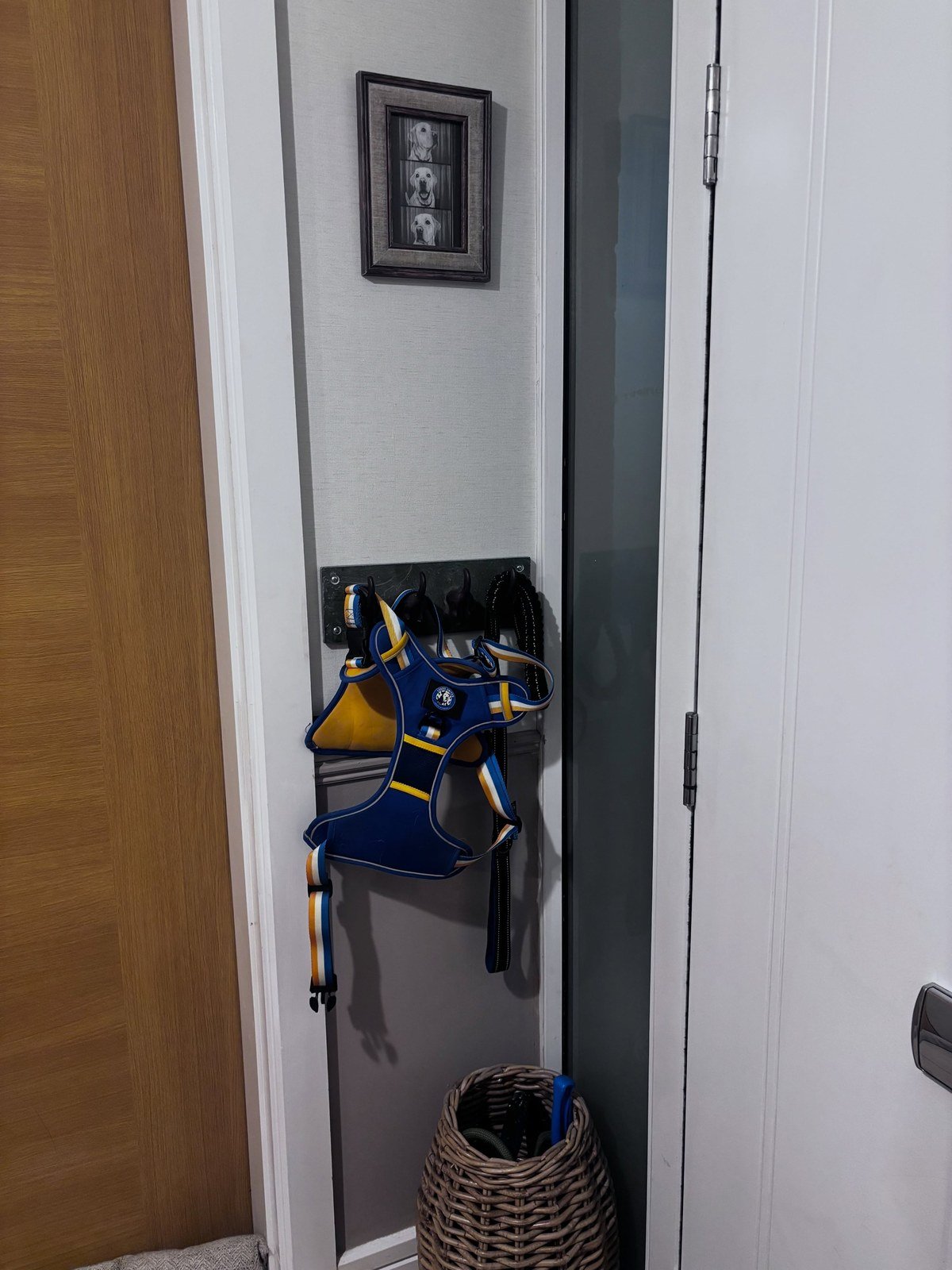 15 Small Apartment Ideas for Dog Owners