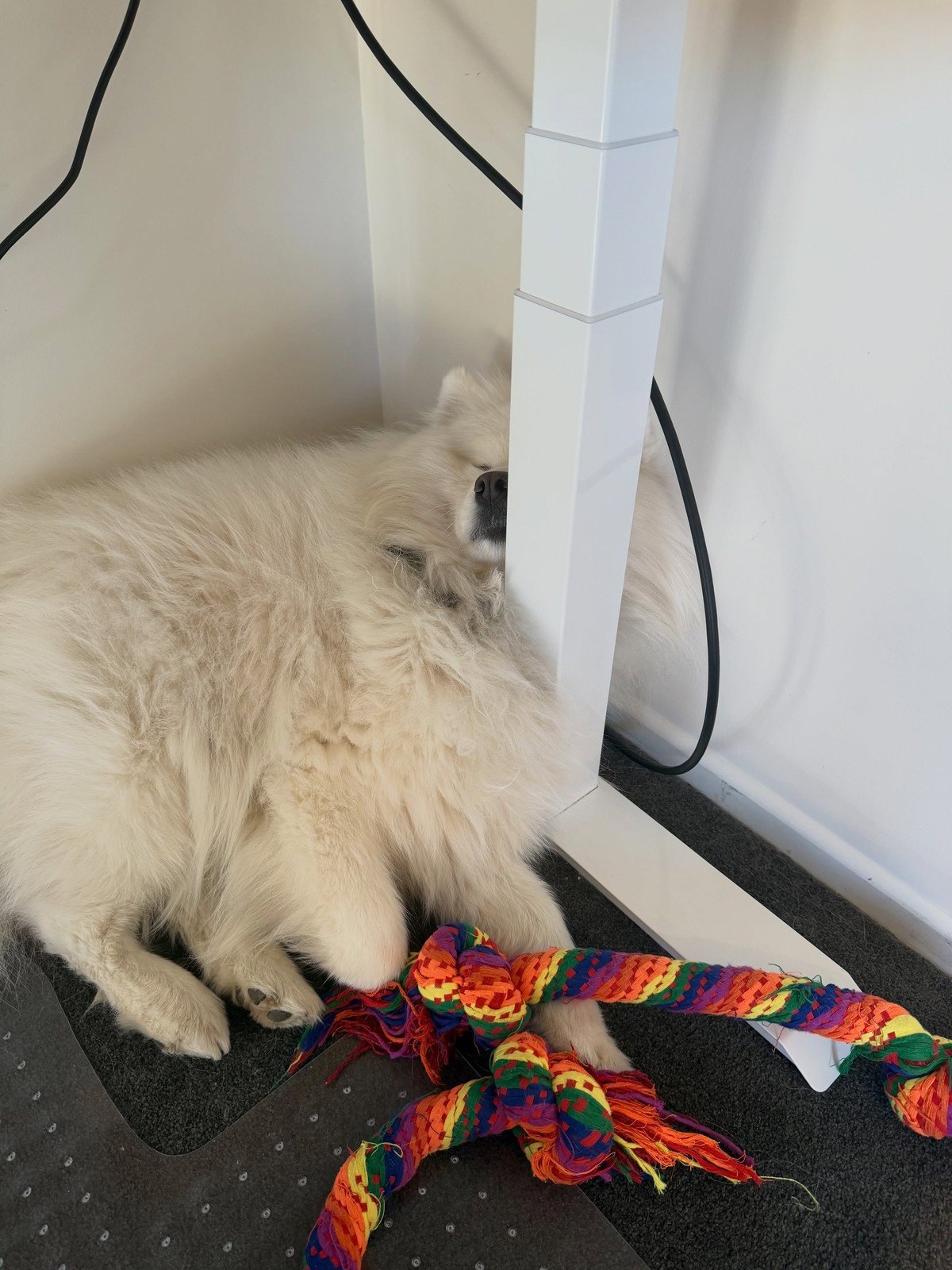 Fluffy white Samoyed dog sleeping curled up on a dark carpet under a white standing-desk leg in a room corner; colorful braided rope toy in the foreground.