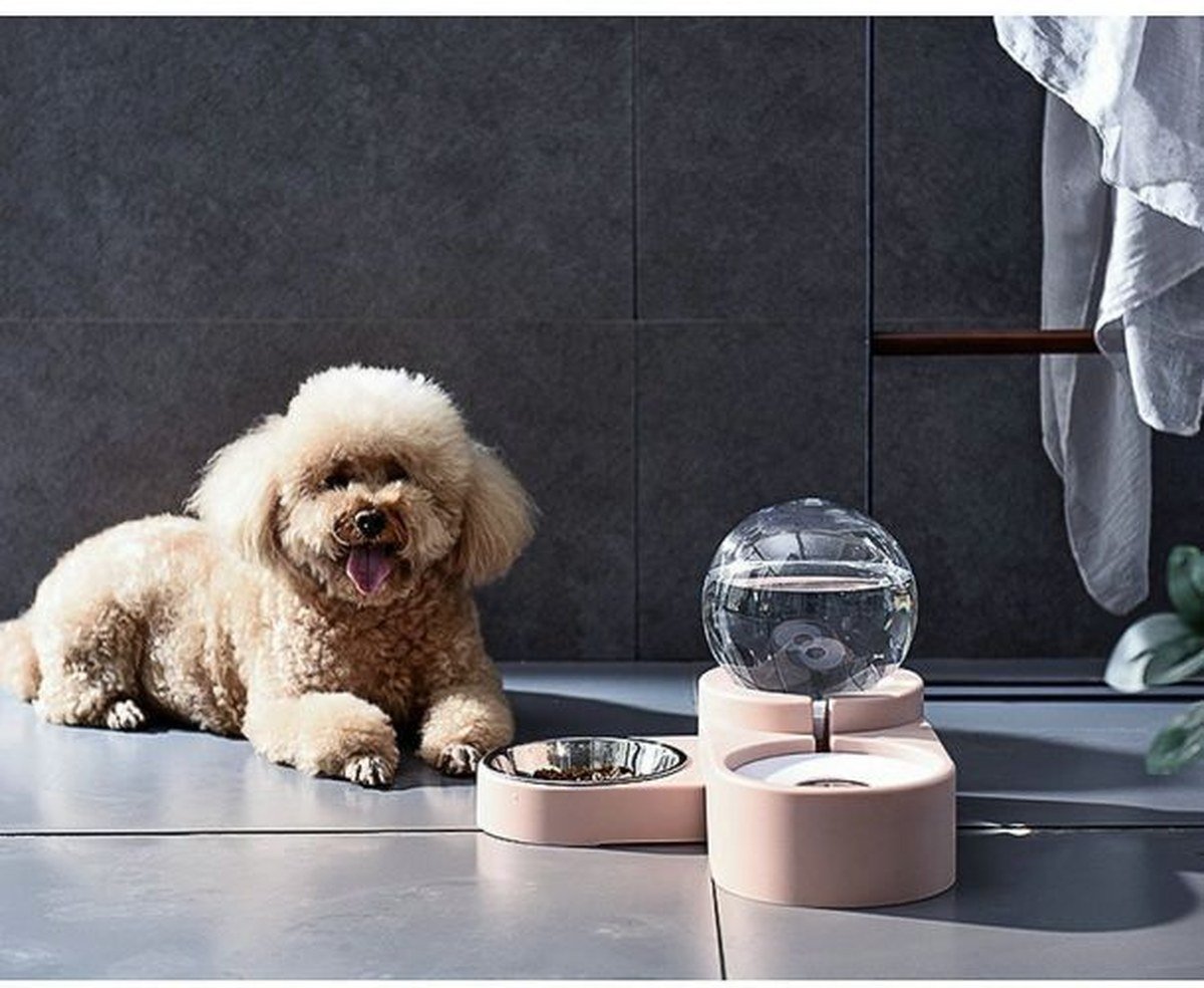 Light-colored poodle beside a modern pink automatic drinking fountain with clear spherical reservoir and a nearby stainless food bowl. No readable text.