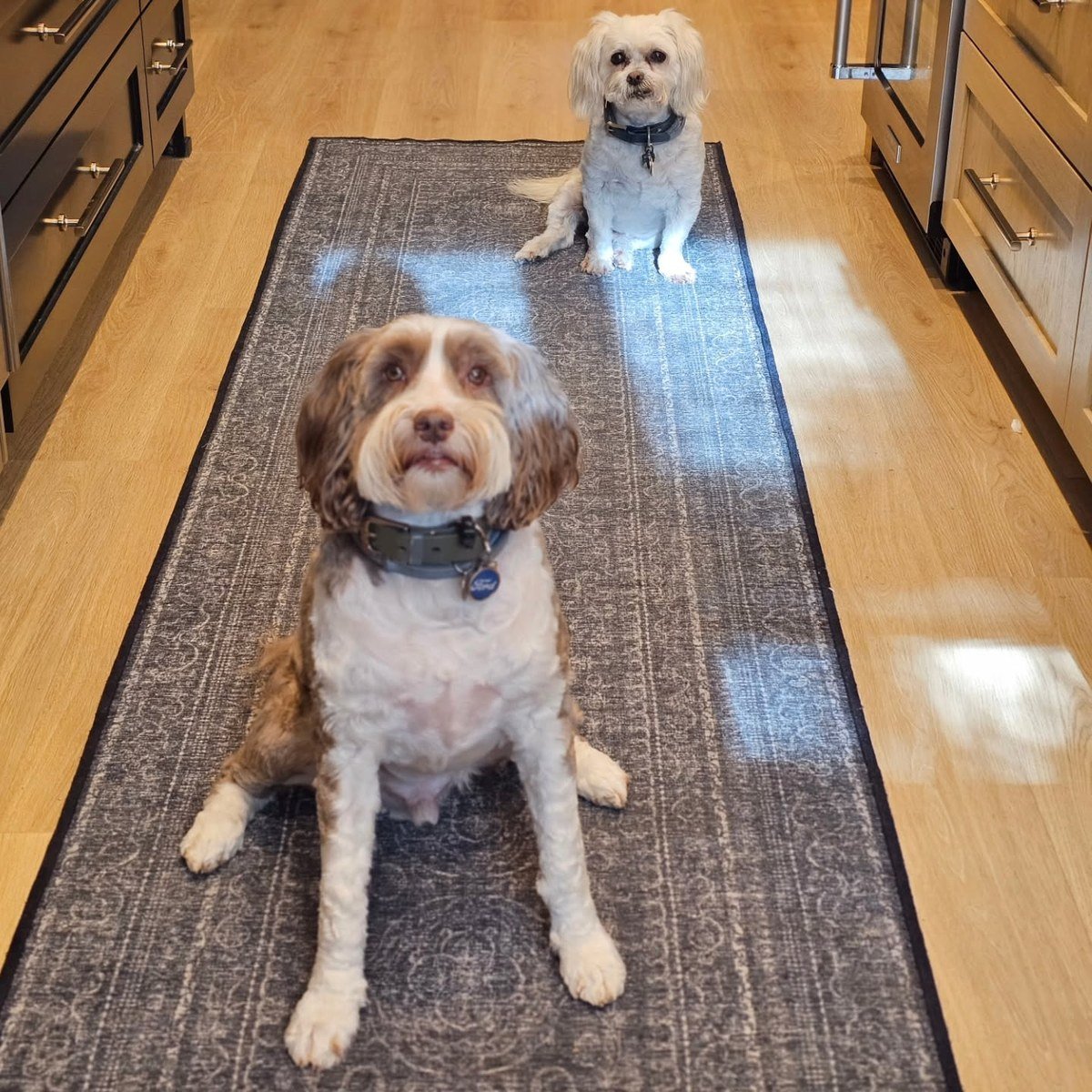 Two small dogs sitting attentively on a gray patterned runner rug in a bright modern kitchen with light wood flooring.