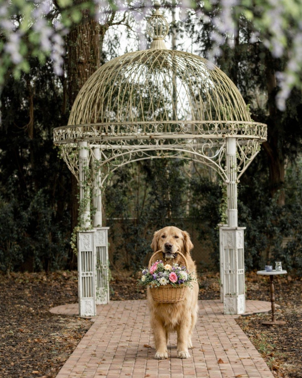 Golden retriever carrying a woven basket of flowers walking down a wedding aisle