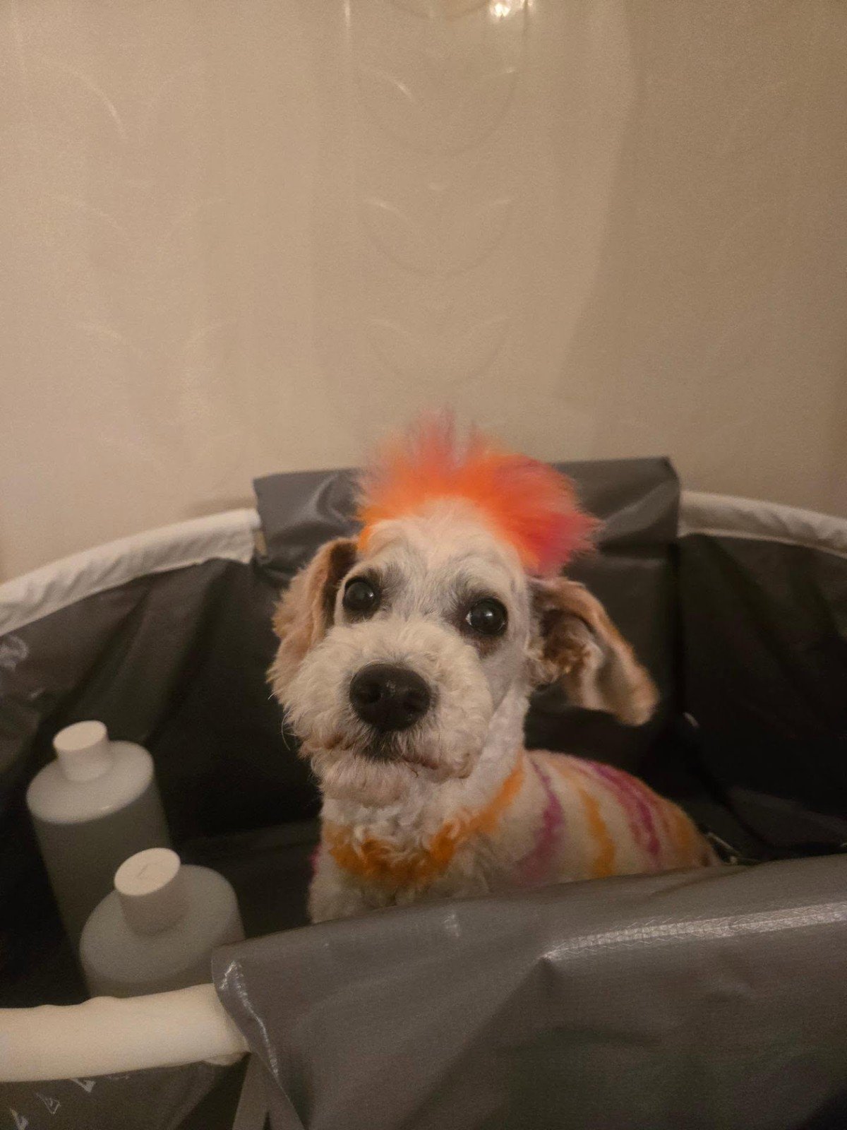 Small white dog sitting inside a gray collapsible portable bathtub at home; grooming bottles nearby with no readable labels per the visual summary. No text visible - recommend a final visual check before publishing.