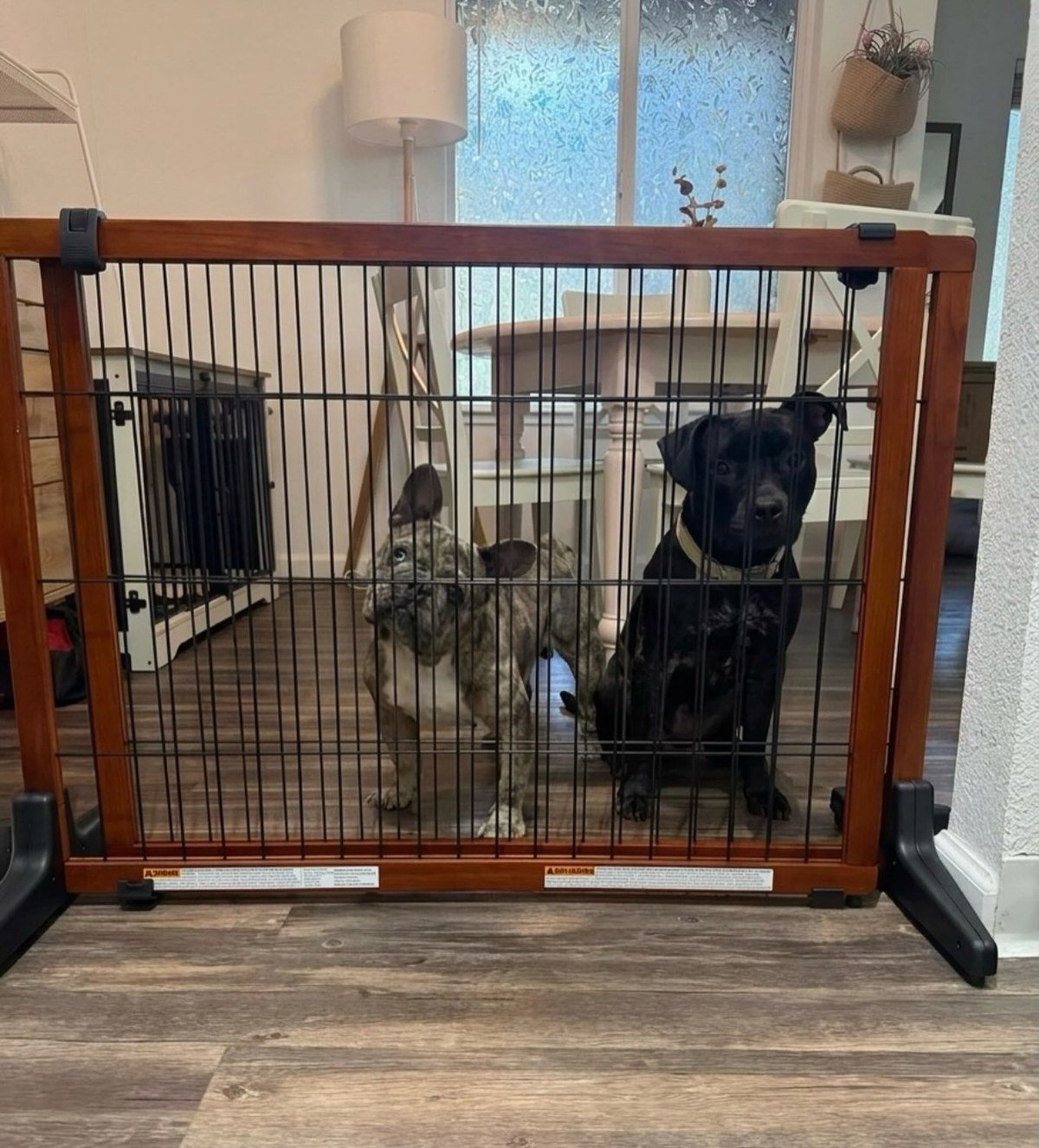 Two dogs standing behind a tall wooden freestanding pet gate blocking a kitchen doorway in a real home.