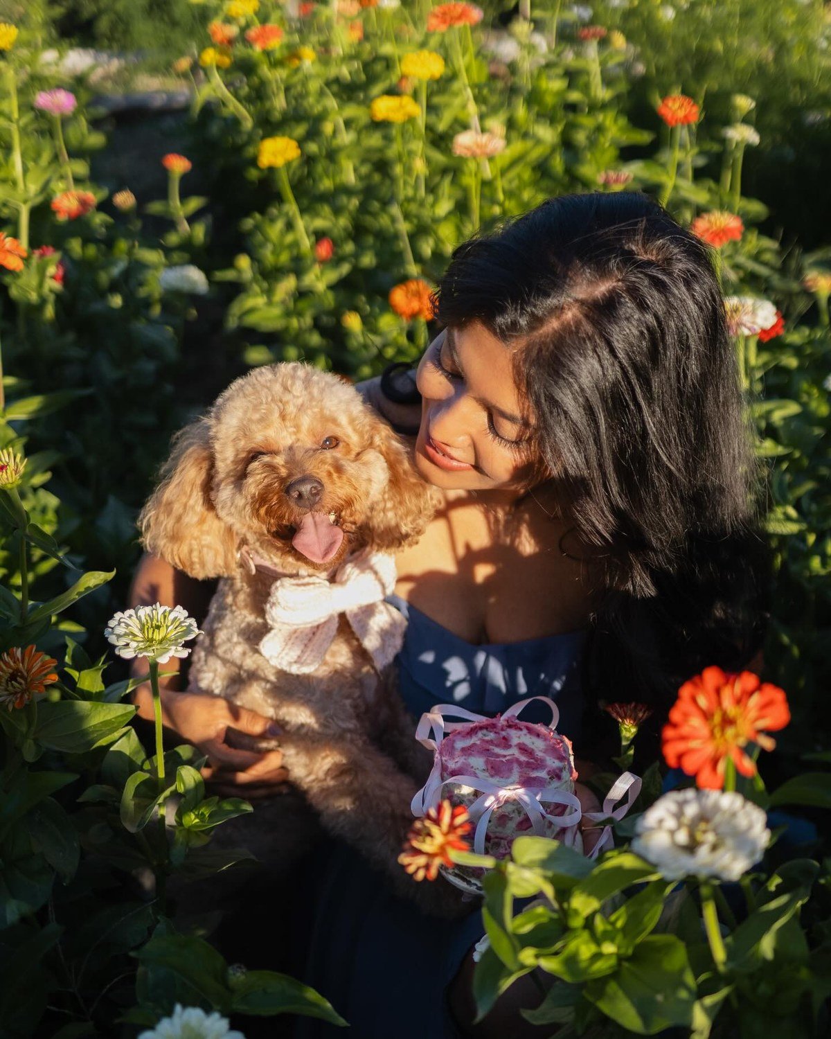 Fluffy Cavoodle with a bow held in a flower garden next to a pink floral birthday cake