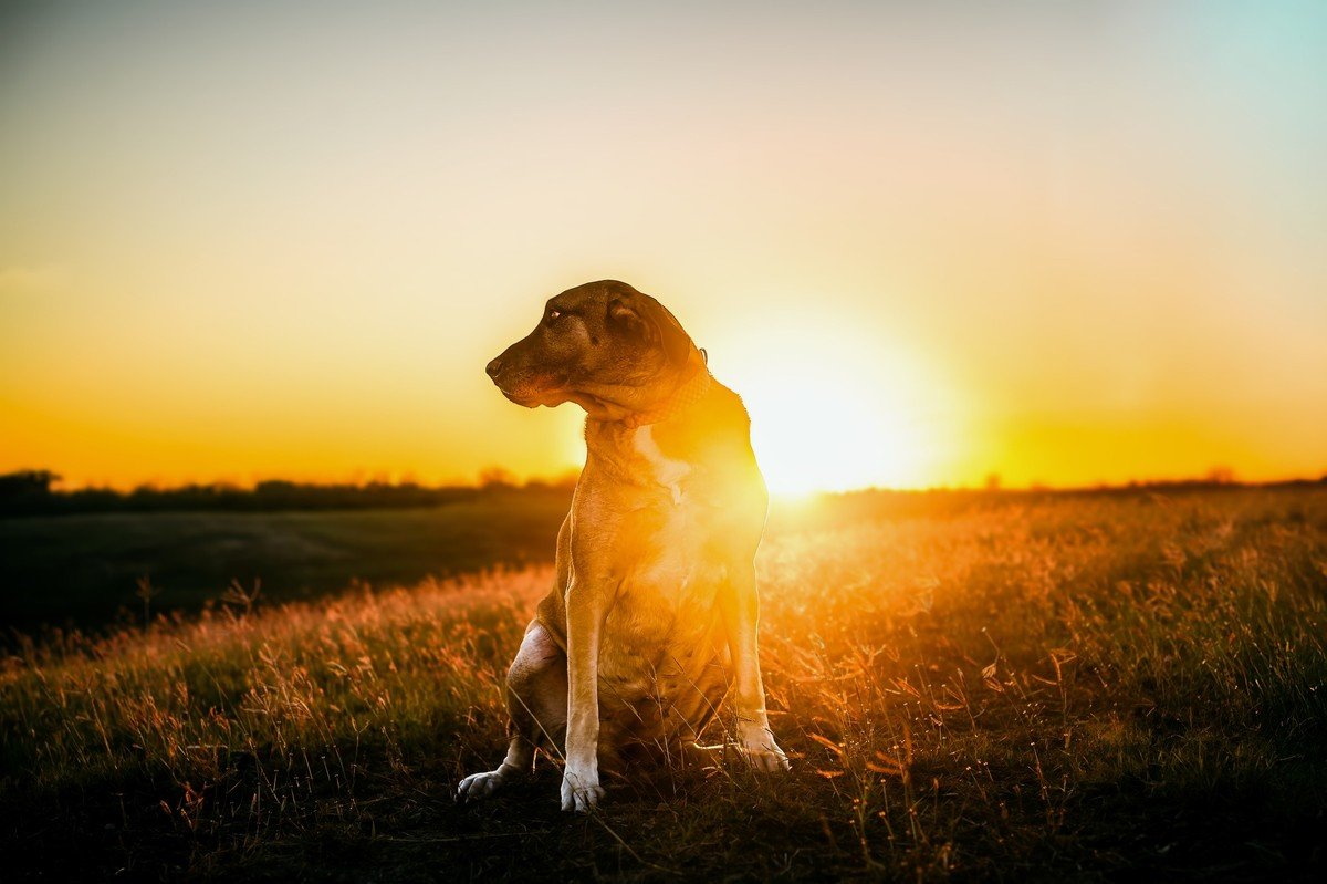 Dog backlit by sunset; no watermark or text