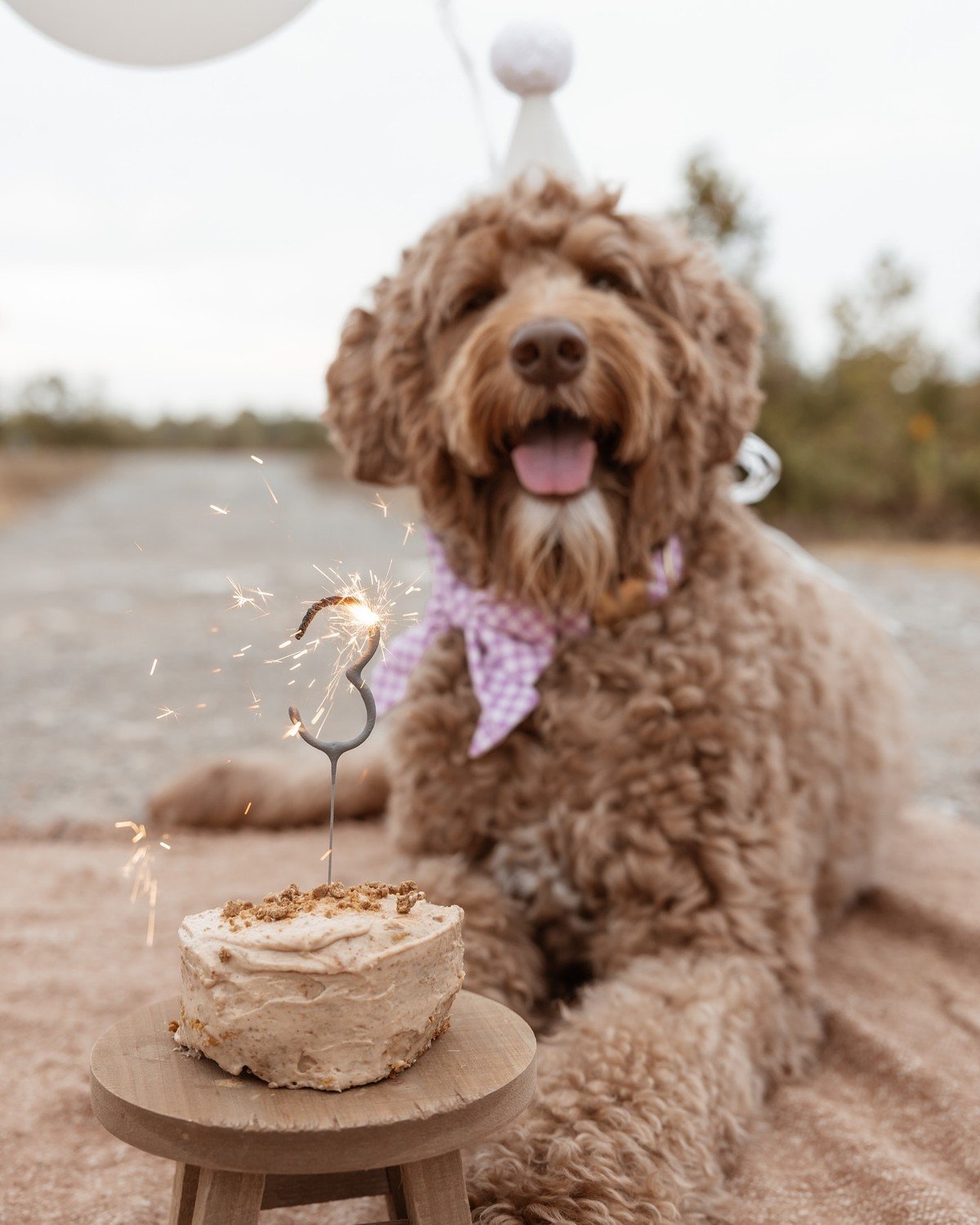 Plain pumpkin dog cake with no cake writing or image text