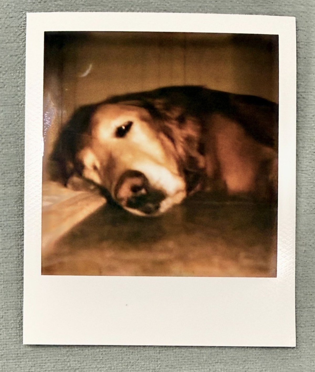 Single Polaroid print of a sleeping golden retriever with blank white border on a gray surface; no readable text, no people