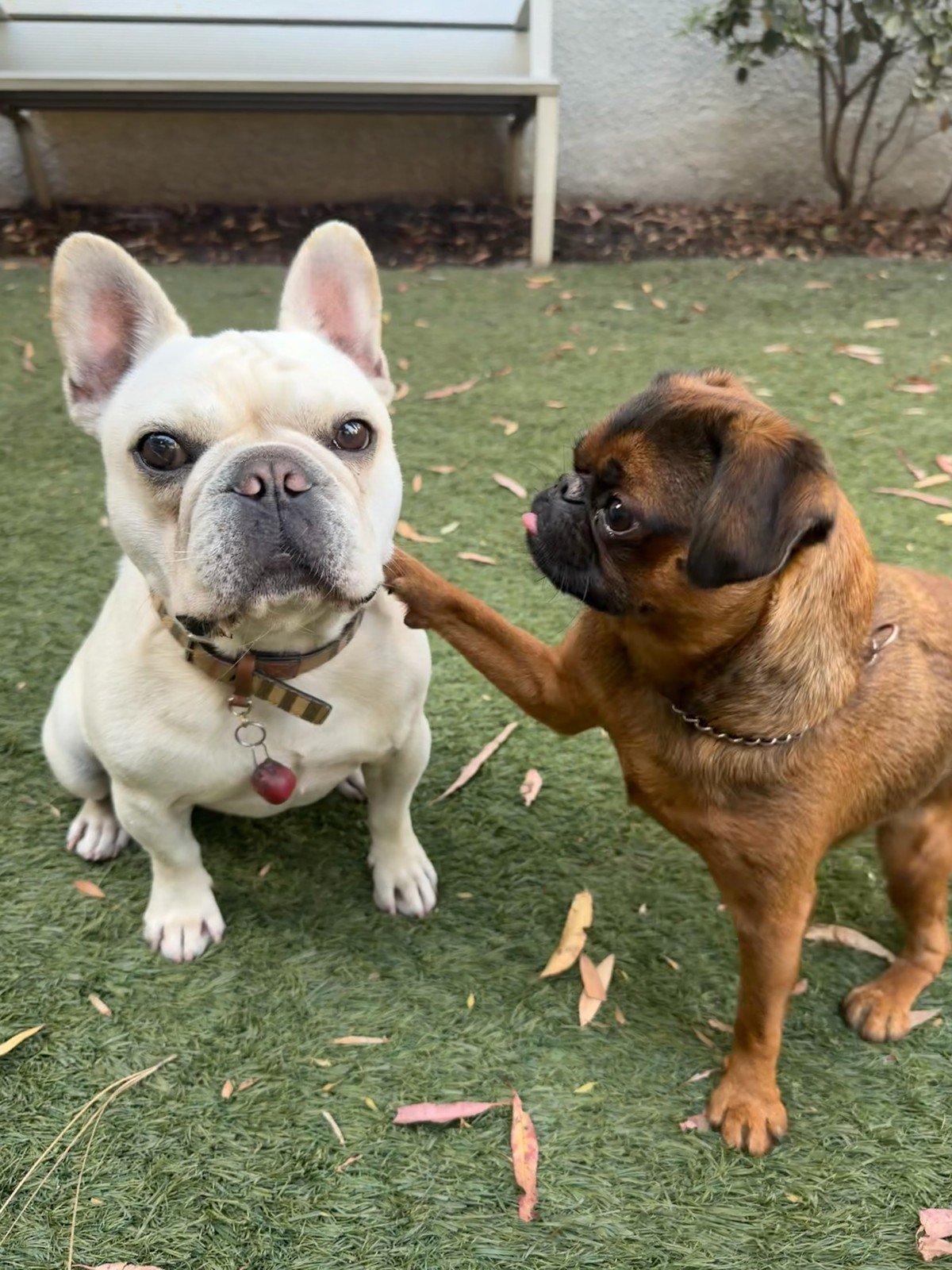 Two small dogs greet each other affectionately outdoors, one resting a paw on the other's shoulder.