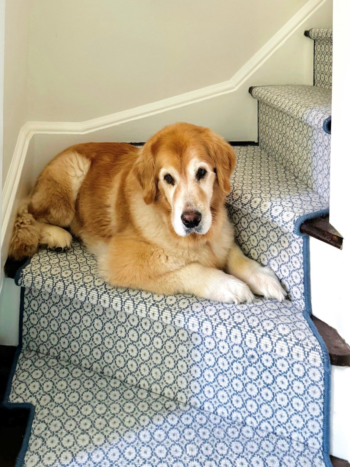 Golden retriever resting on a patterned blue-and-white stair runner on a residential staircase.