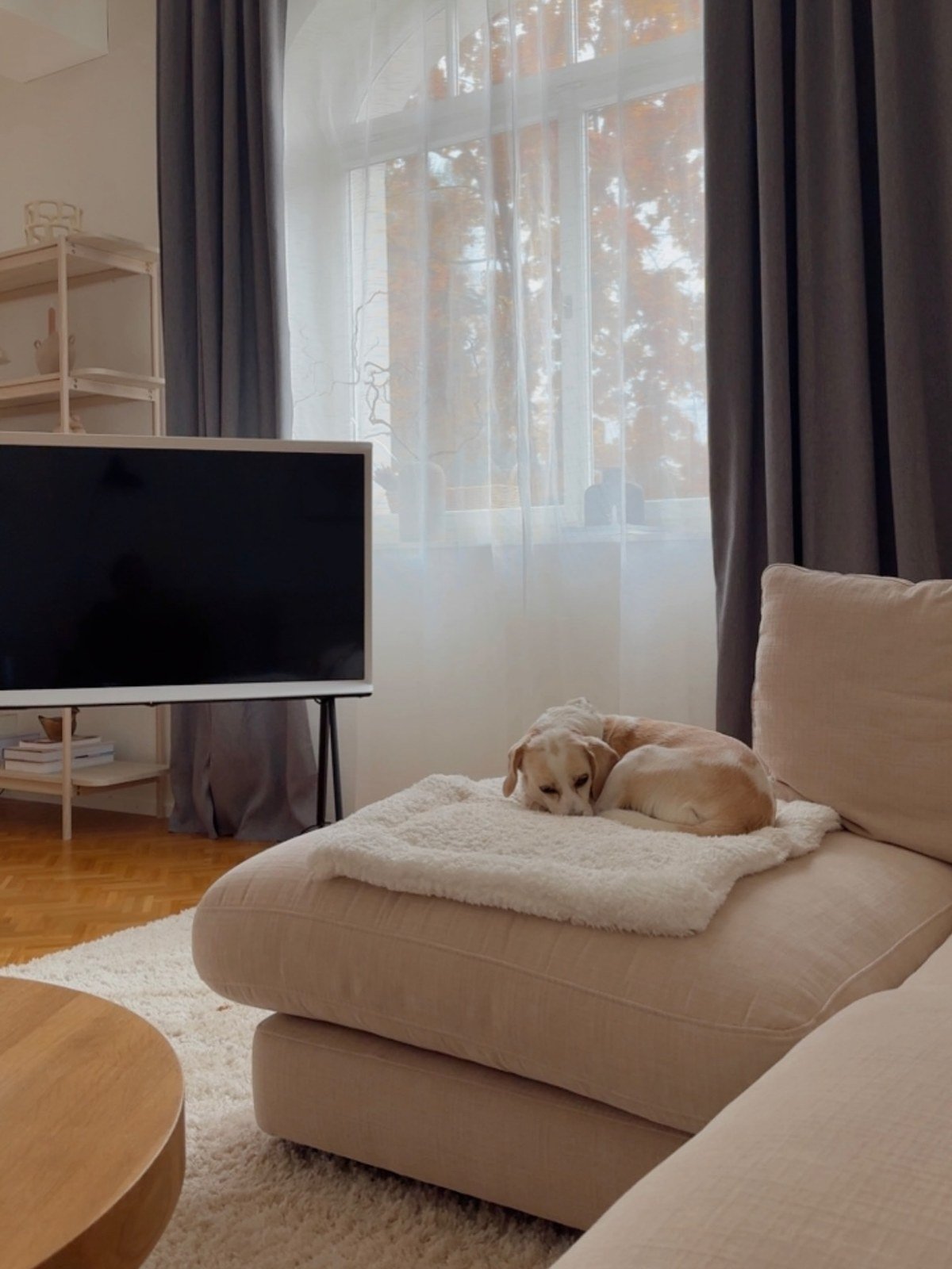 A quiet minimalist living room in daylight with a light-colored beagle-type dog curled up asleep on a white fluffy blanket on a beige sectional ottoman, herringbone wood floor and white rug; verified no text visible in the image.