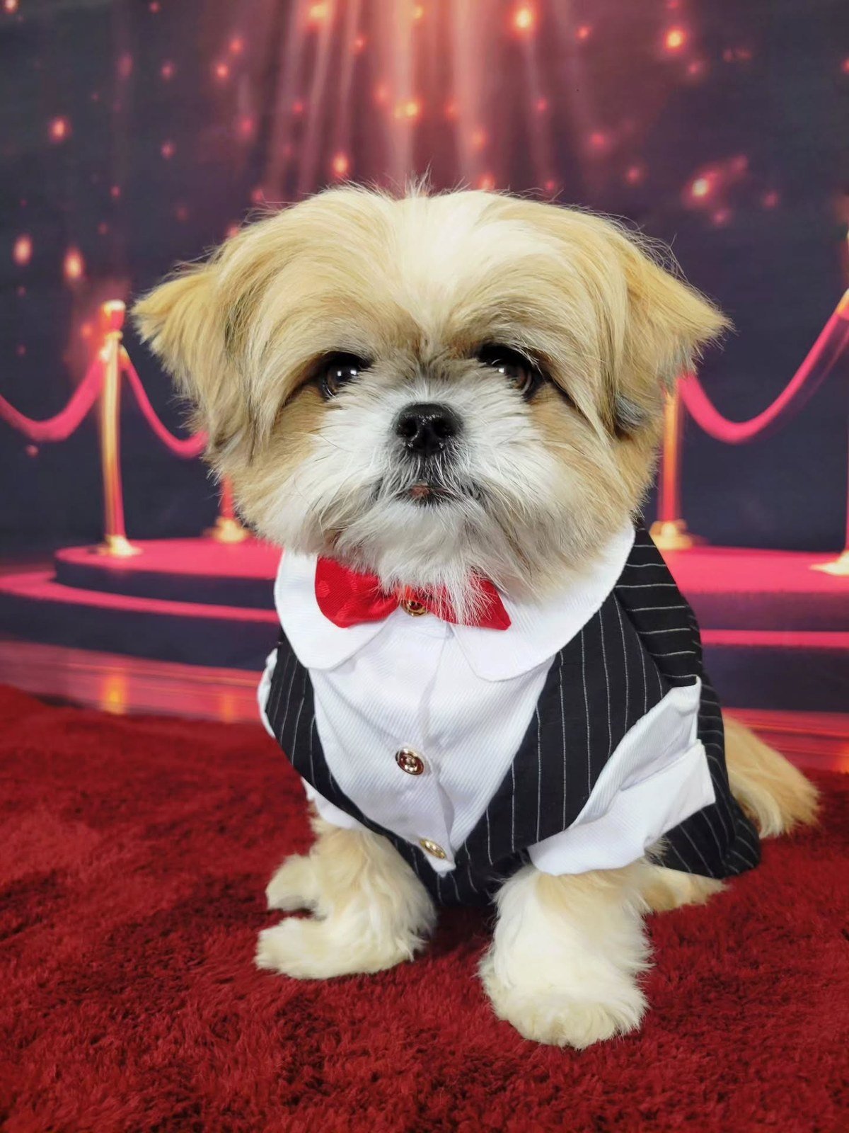 Small fluffy dog in a tuxedo with red bow tie sitting on a red carpet