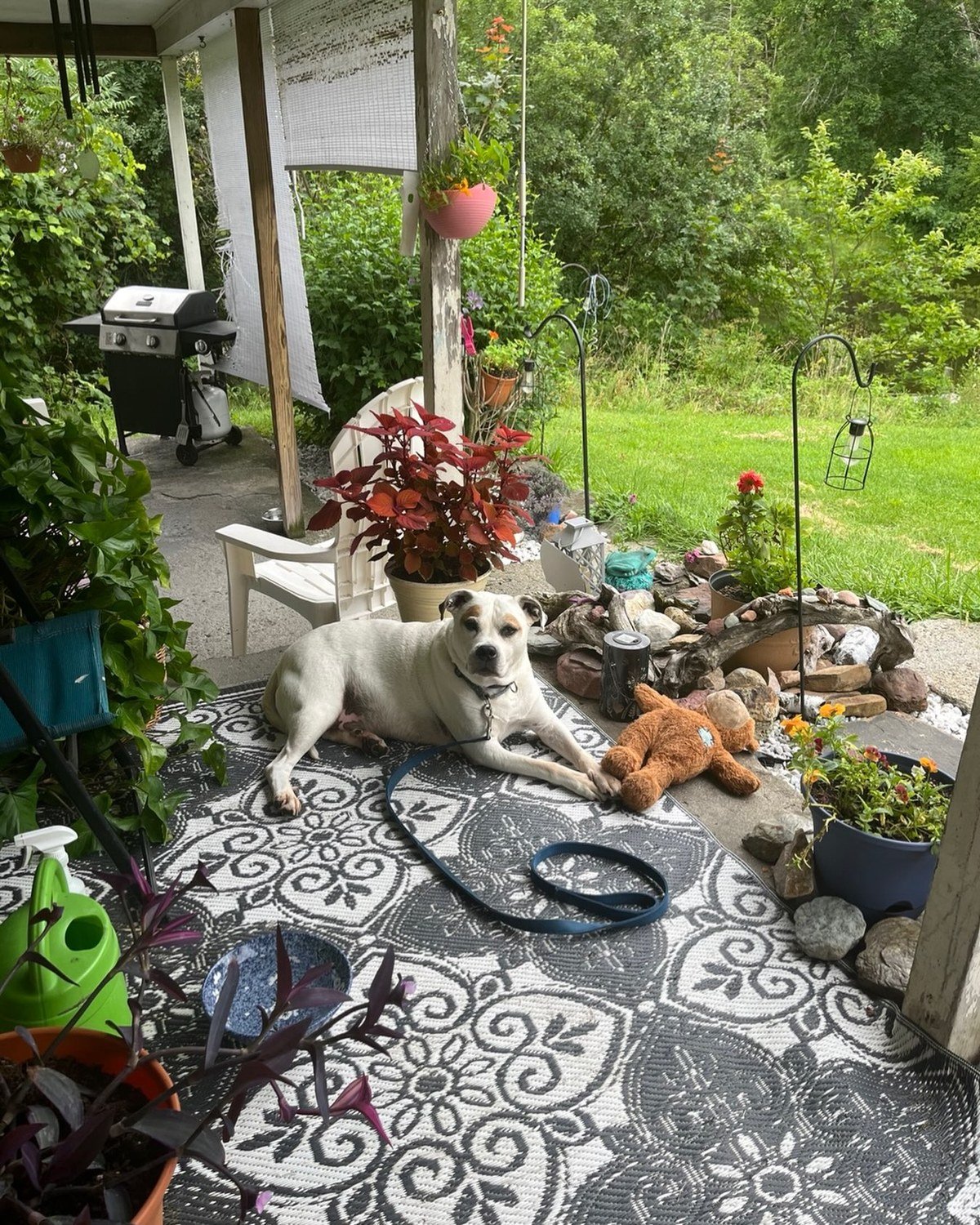White dog with light brown markings lying on a black-and-white ornate outdoor rug on a covered porch.