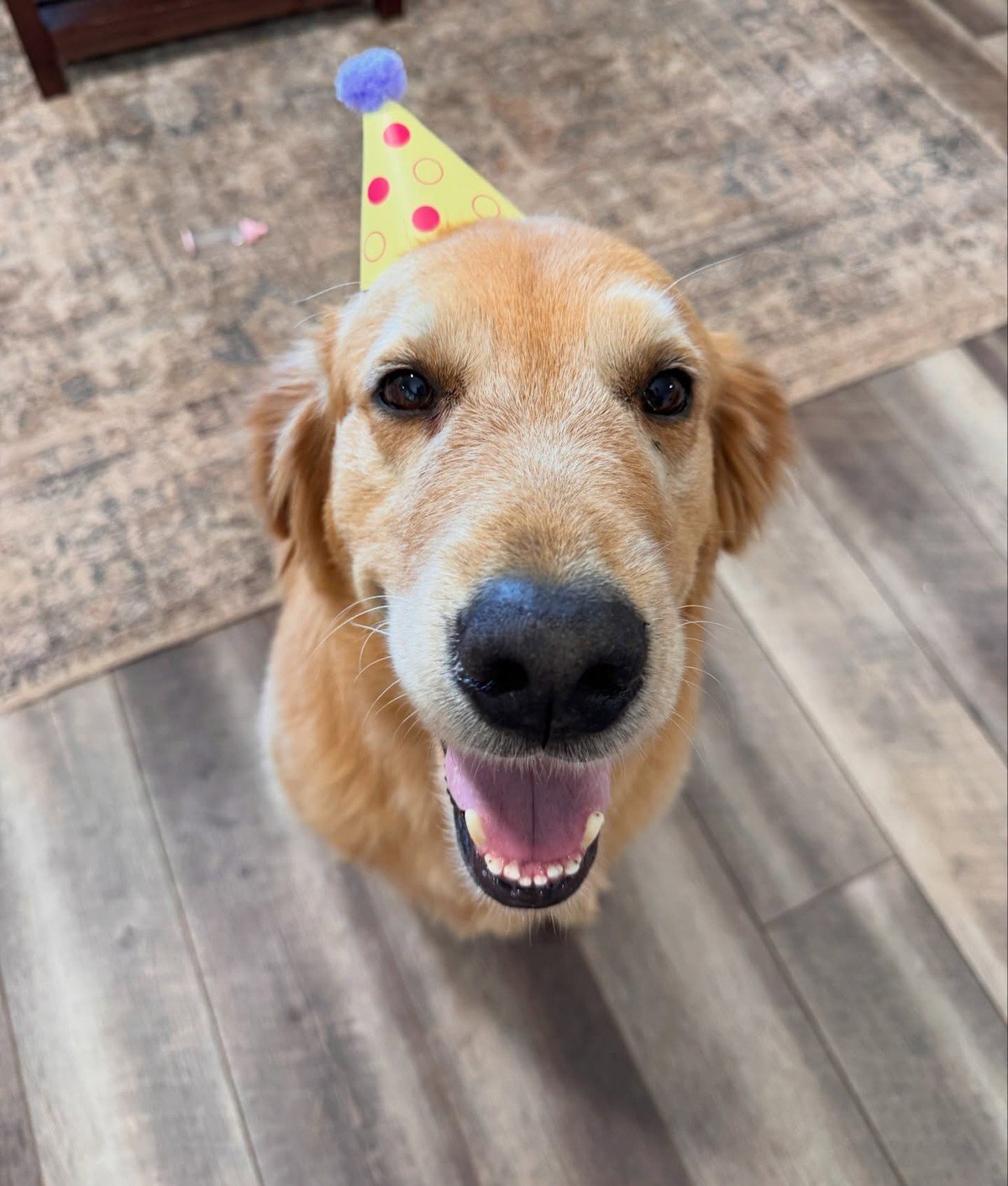 A golden retriever wearing a plain yellow polka-dot party hat looks up at the camera indoors.