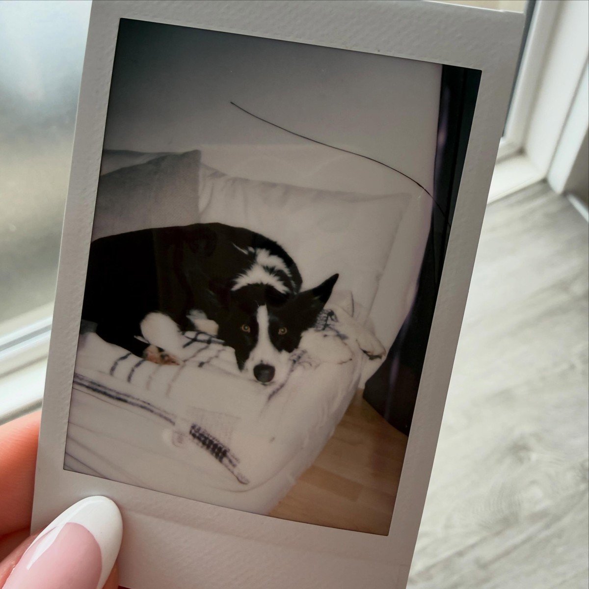 A hand holding a black-and-white Polaroid instant photo of a black and white dog, ready to display on a home office desk.