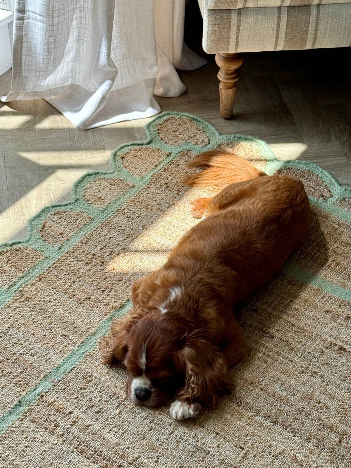 Cavalier King Charles Spaniel curled up asleep on a natural jute-textured woven area rug with a scalloped green border in a sunlit room; no people, no text overlays visible.