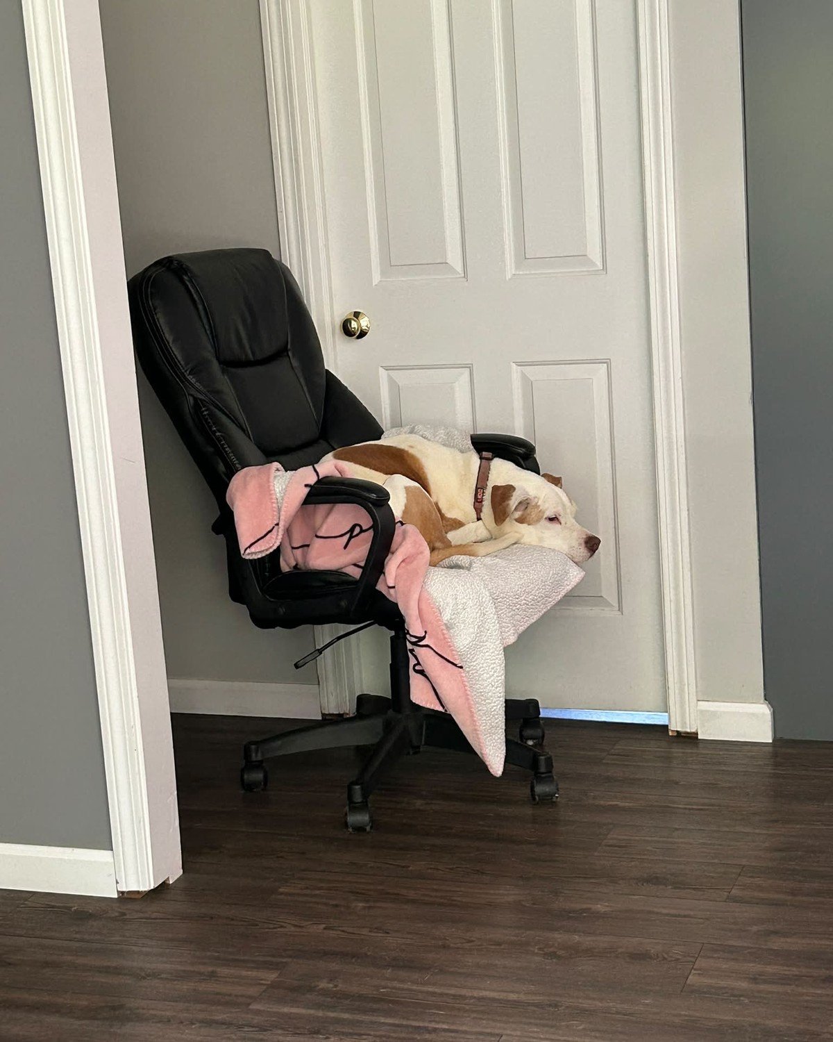 White-and-brown dog asleep on a black rolling office chair, partially covered by a pink-and-white fleece blanket.