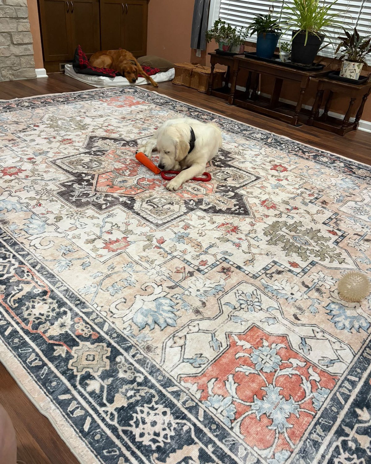 Ornate vintage-patterned rug in cream, navy, coral, and blue over hardwood, with a light-colored Lab in the foreground.