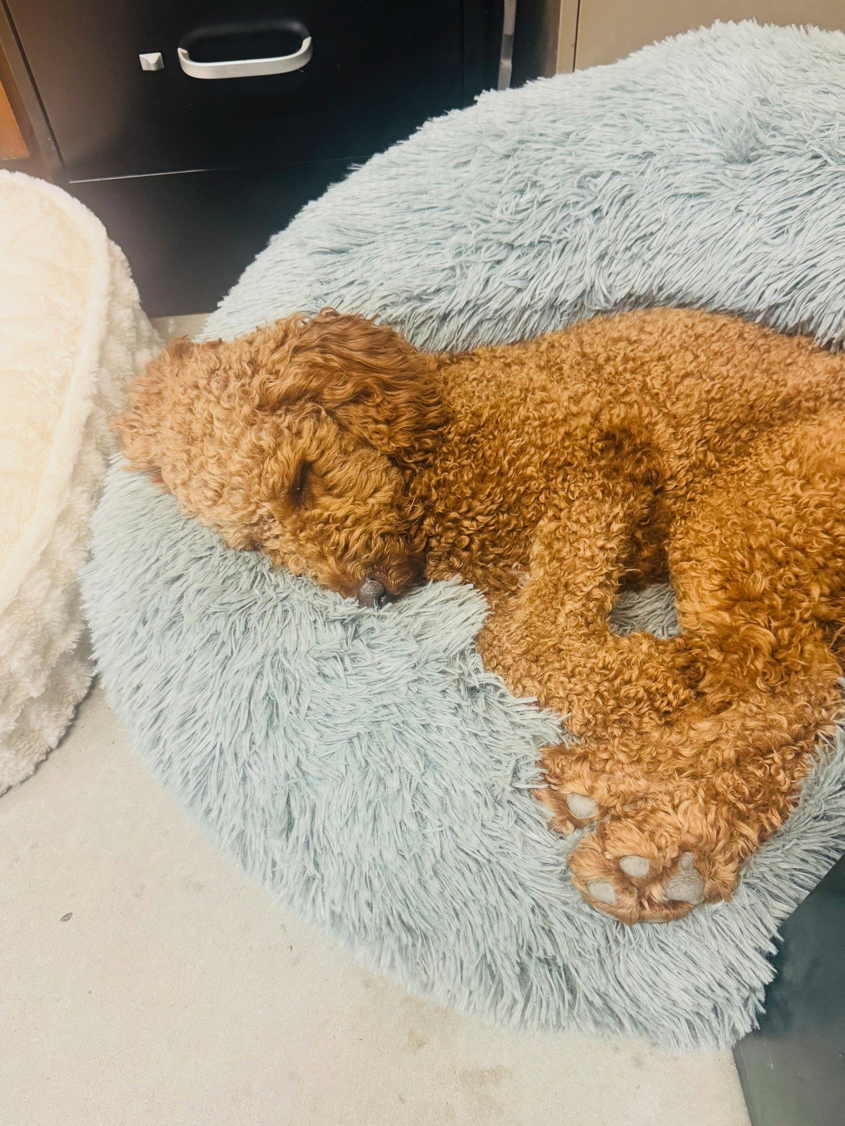 Curly reddish-brown dog curled asleep on a round shaggy light-blue dog bed on an office floor; black filing cabinet behind and a second fluffy bed beside him.