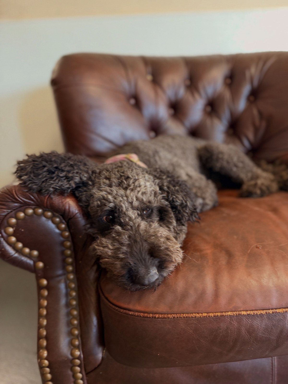 Doodle mix lying on a brown tufted leather Chesterfield armchair.