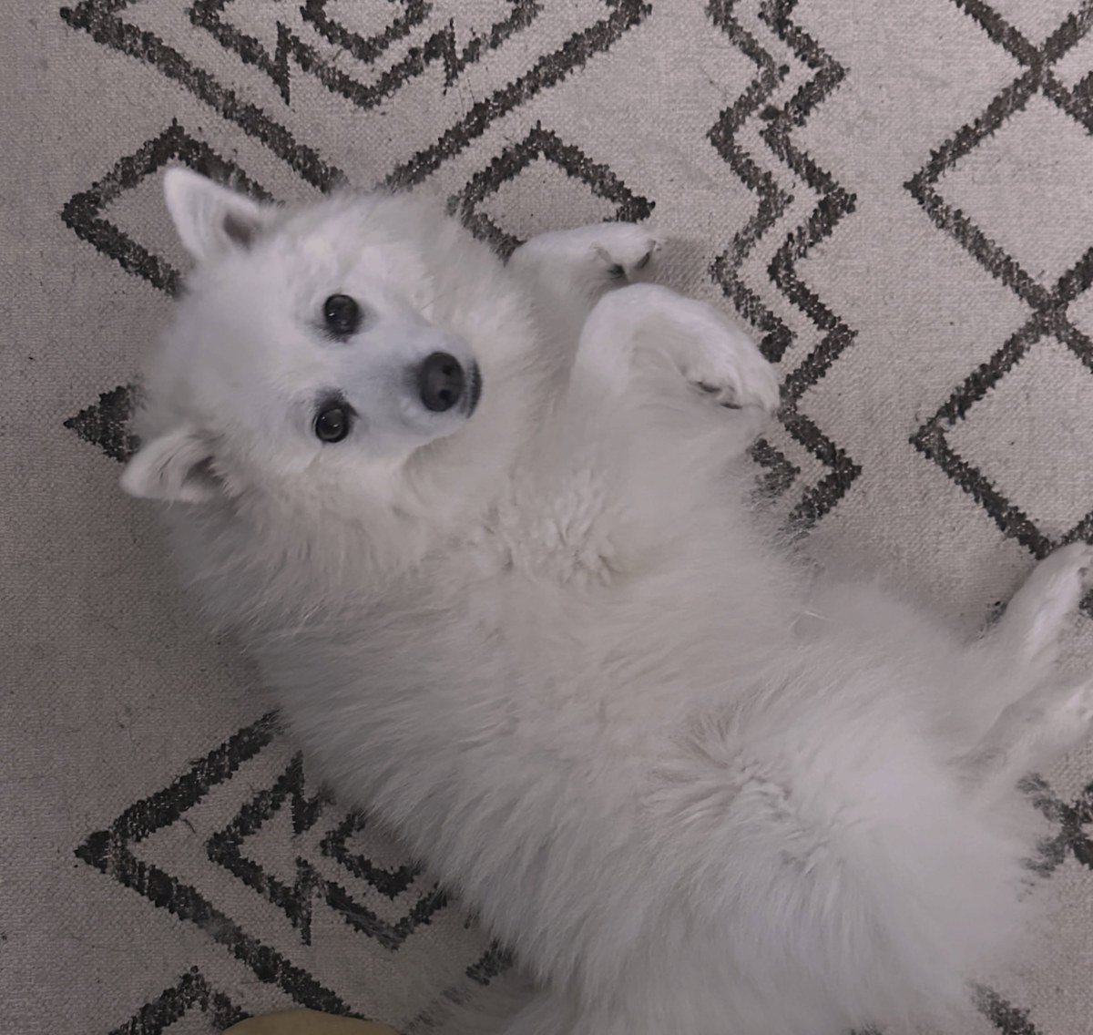 White fluffy Japanese Spitz puppy on a light woven rug with a dark geometric diamond-and-zigzag pattern.