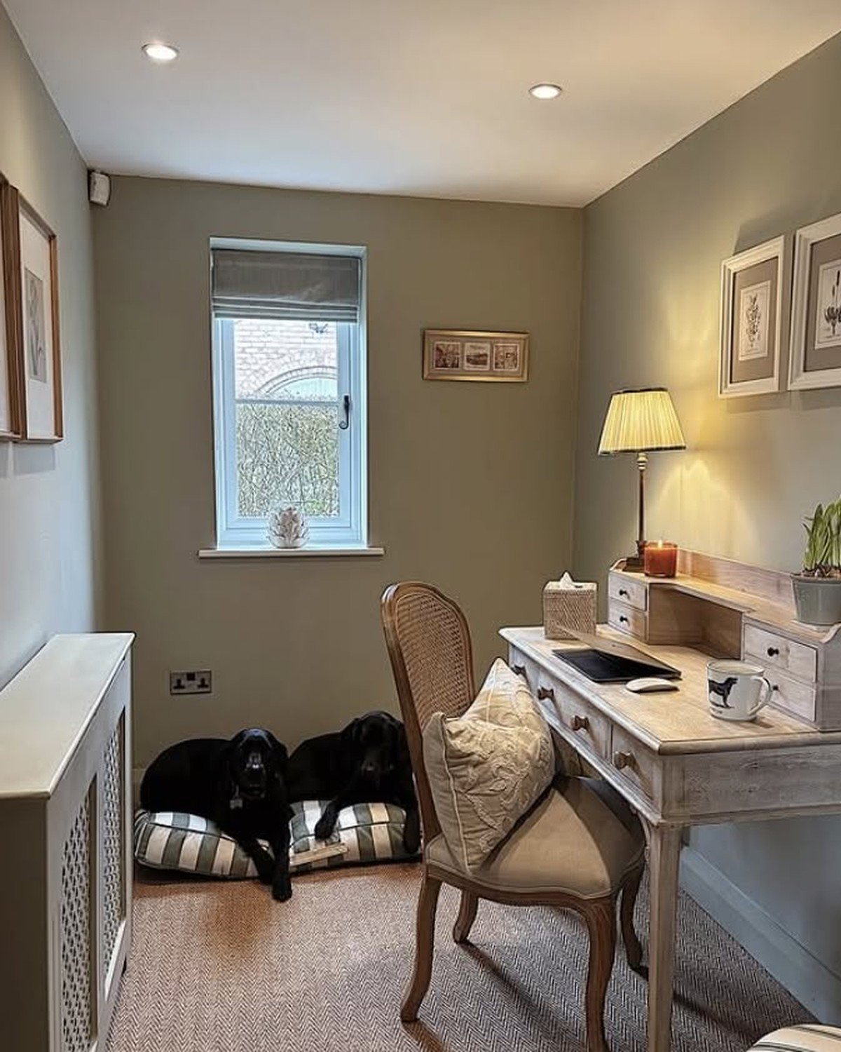 Sage-green home office: two black Labradors on a gray-and-white striped cushion under the window beside a light wood writing desk — coordinated palette.
