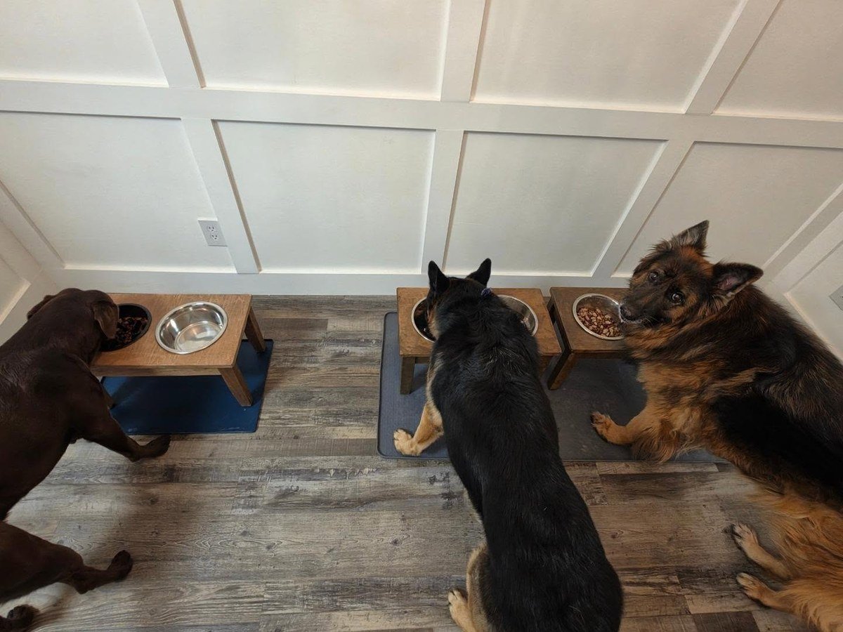 Overhead shot of three dogs eating dinner from raised wooden bowl stations on mats against a white paneled wall in a home. No readable text.