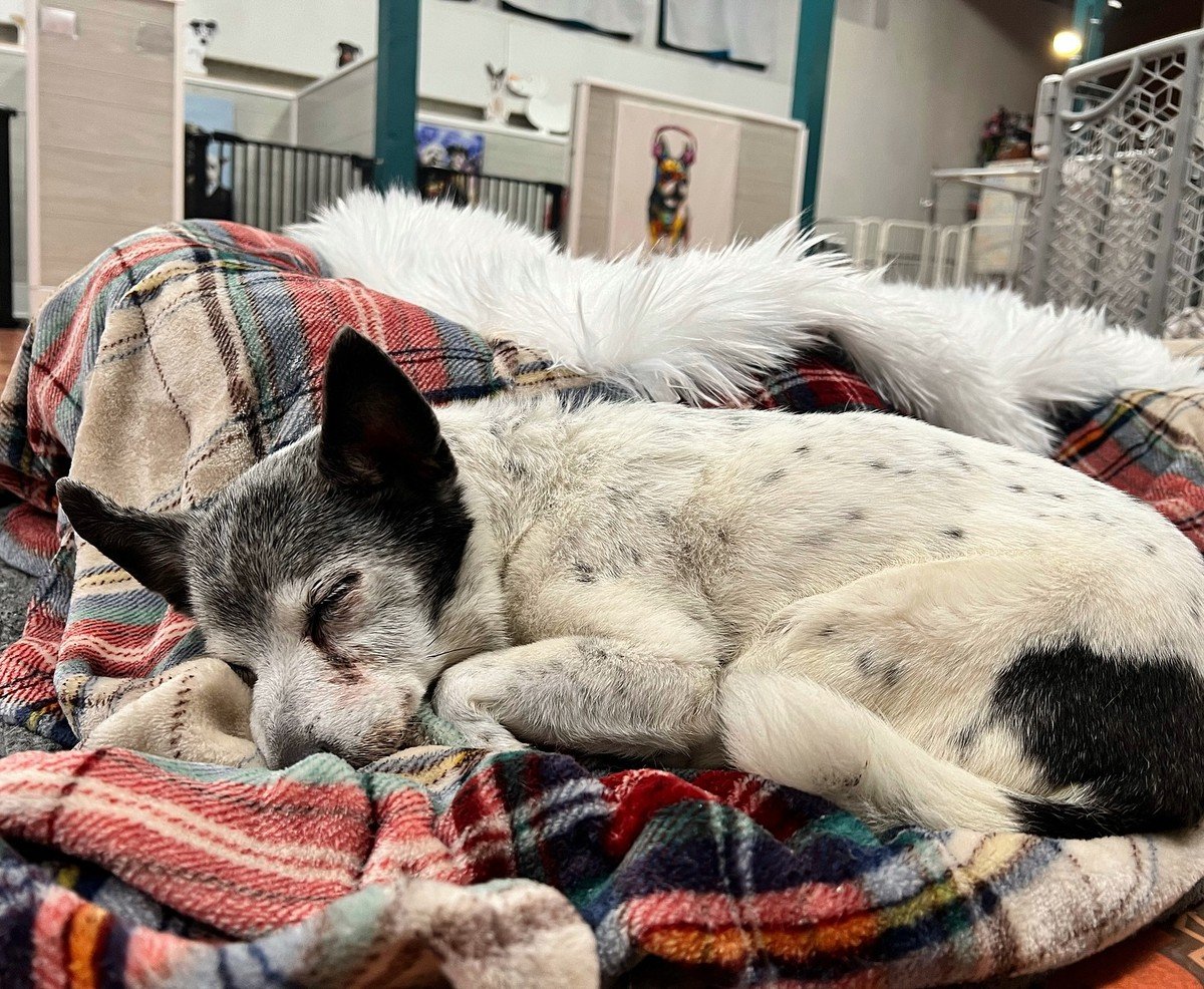 Elderly dog Sophie sleeping curled up on a multicolored plaid fleece blanket.