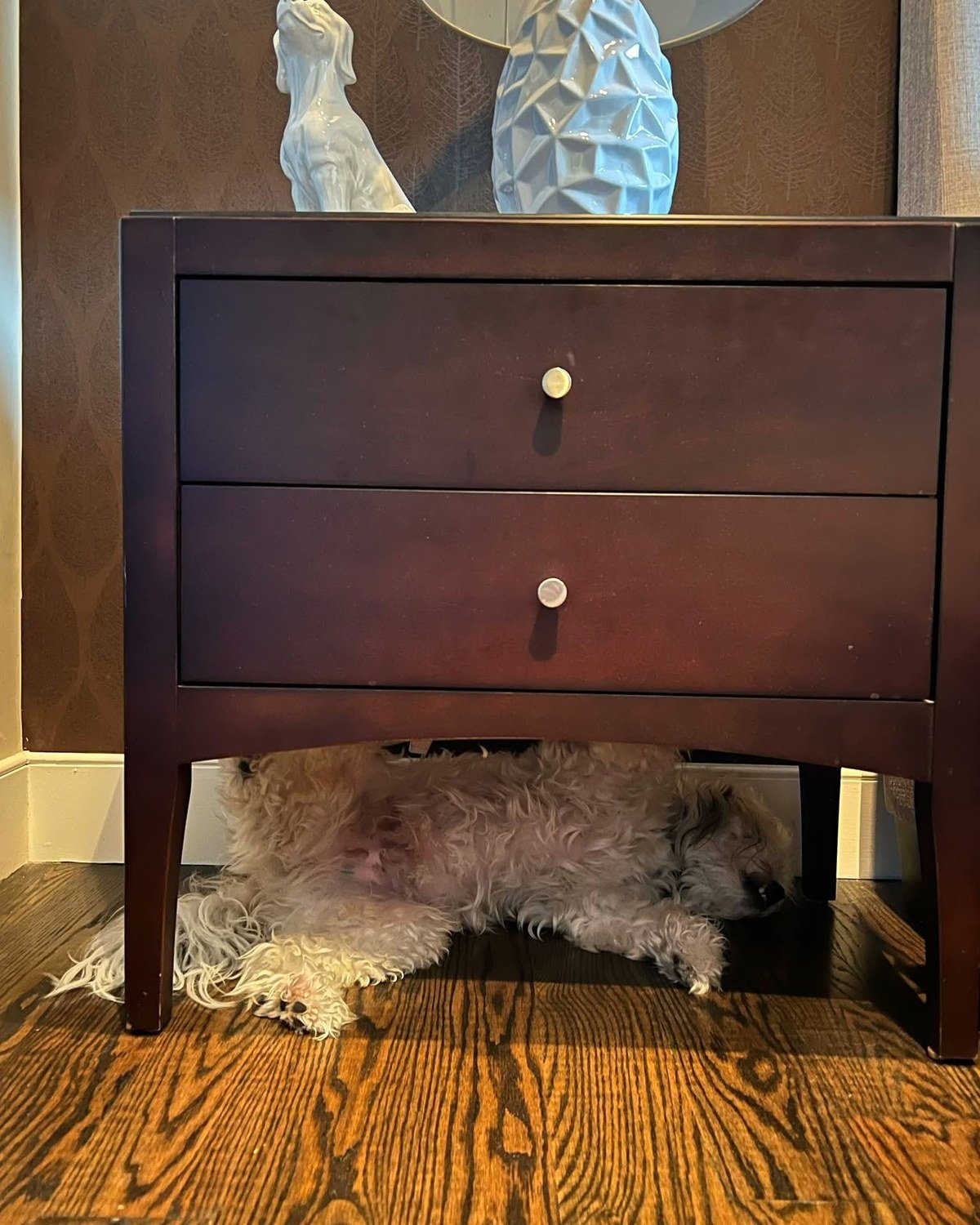 Small long-haired white dog sleeping peacefully in his new favorite spot on the floor beneath a wooden guest-bedroom nightstand.