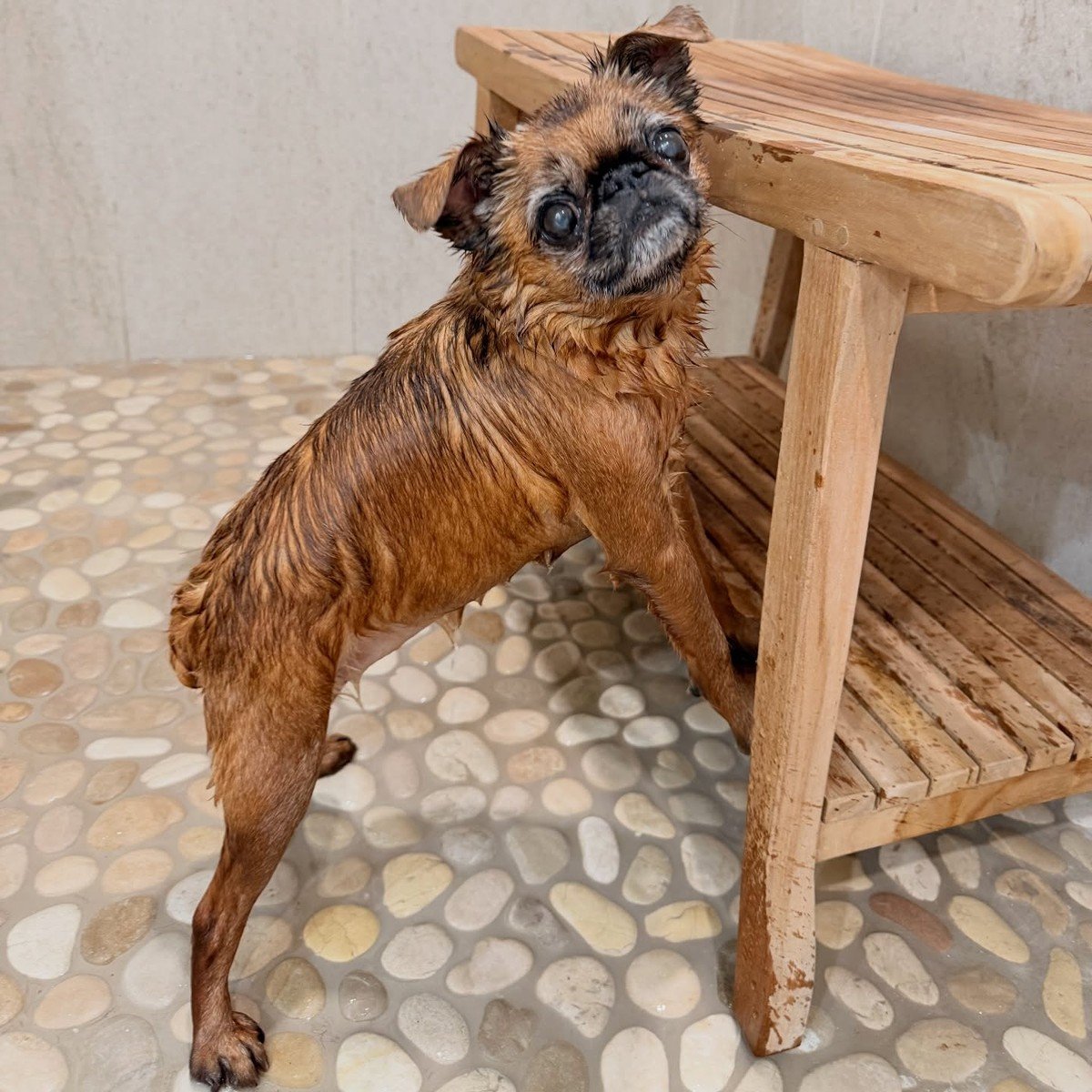 Small wet Brussels Griffon standing on smooth river-pebble shower floor tiles. No readable text.