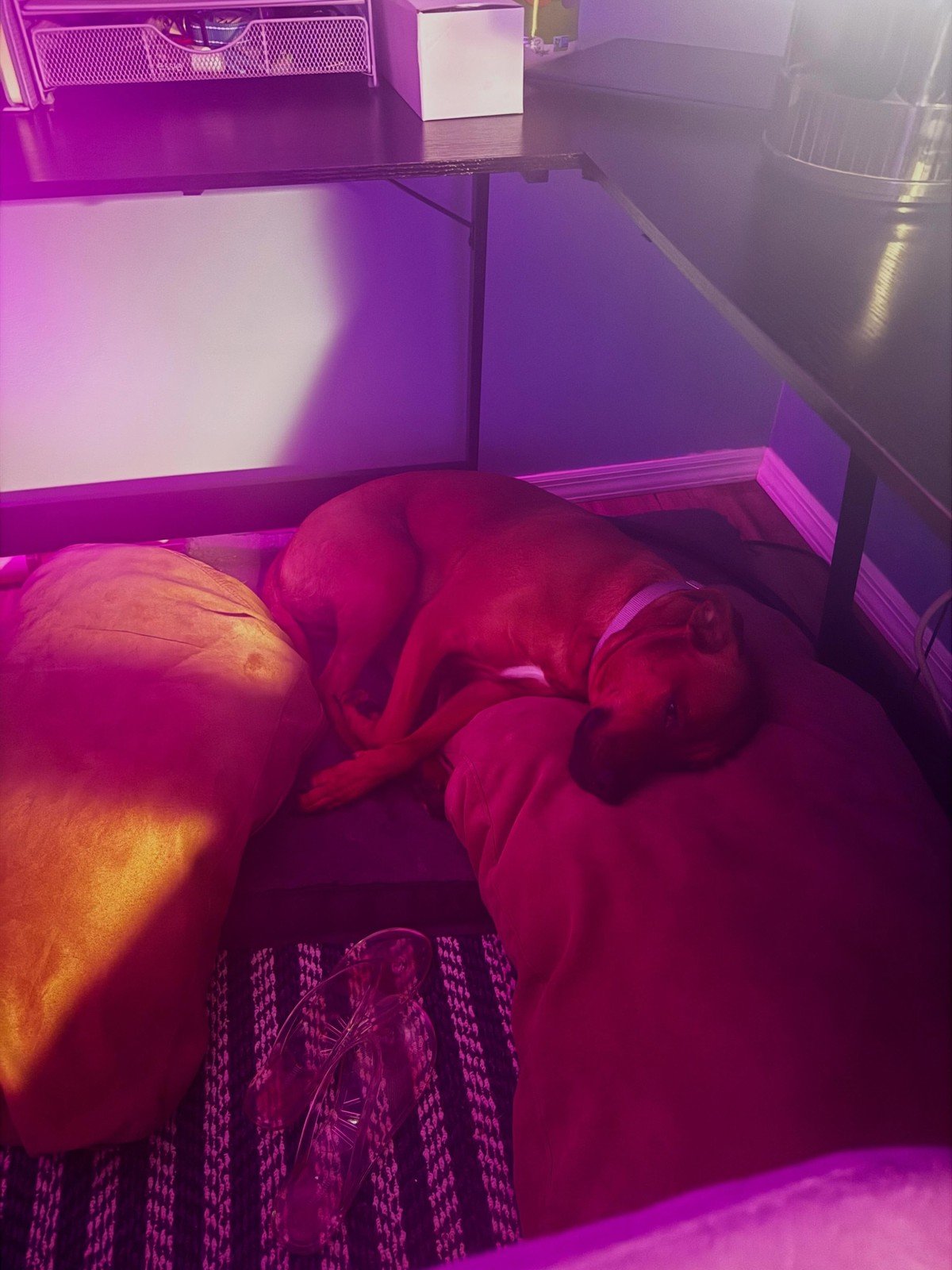 Home office corner from above: brown dog curled asleep on a dark cushion tucked under a black L-shaped desk.